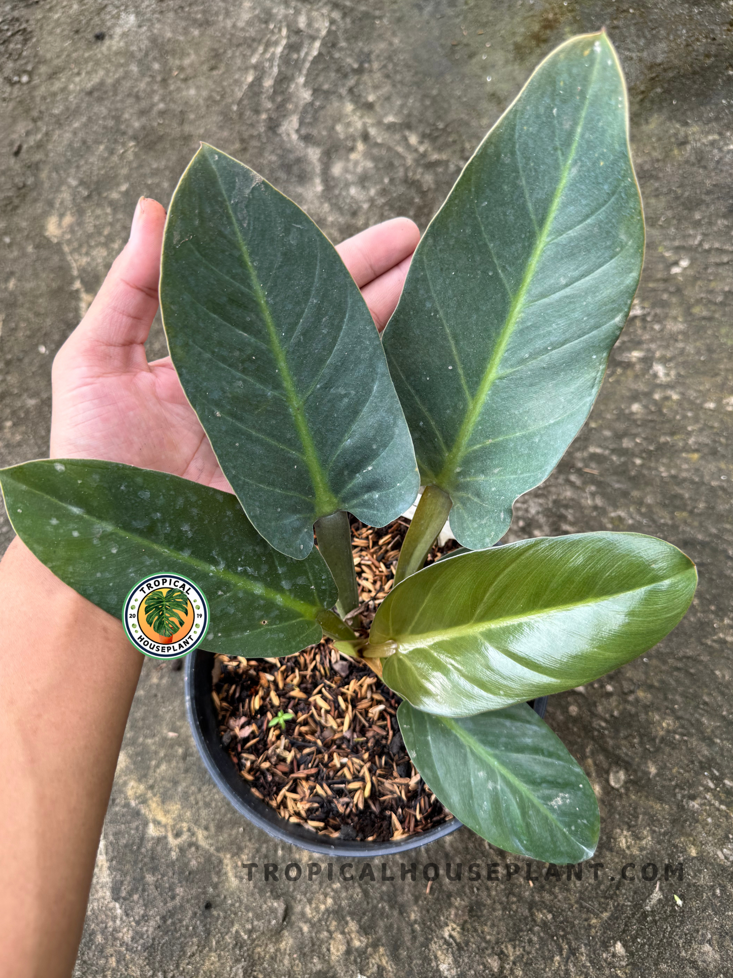 Philodendron Melodii Black with hand for scale, displaying its rich green leaves and elegant upright growth in natural outdoor lighting.
