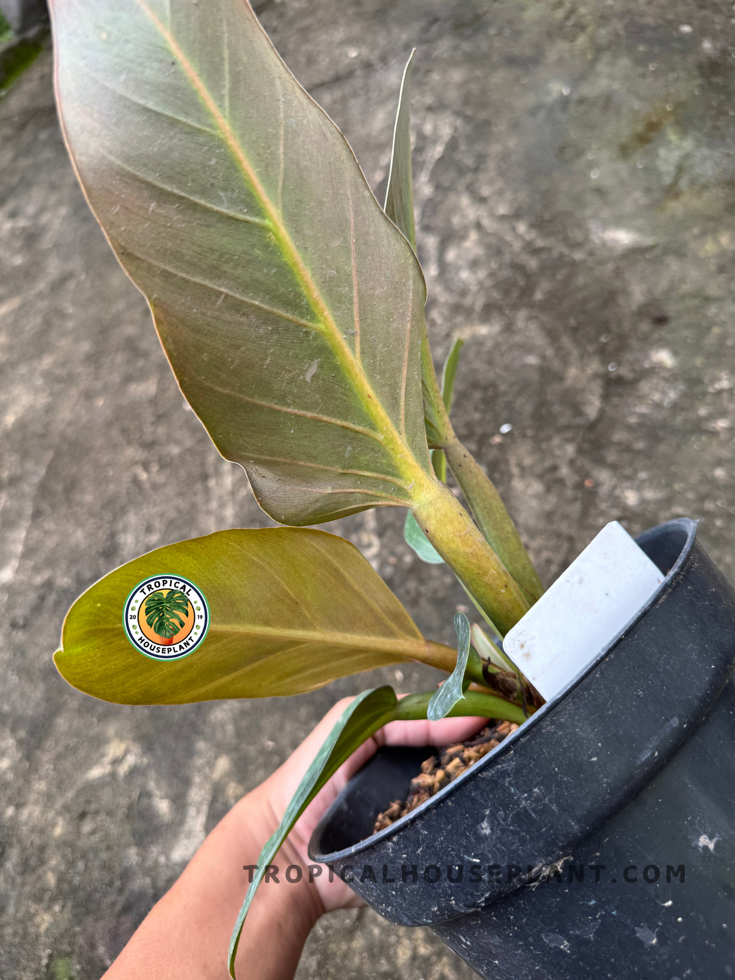 Side view of Philodendron Melodii Black highlighting the warm bronze underside of the leaf and sturdy stems in a black nursery pot.