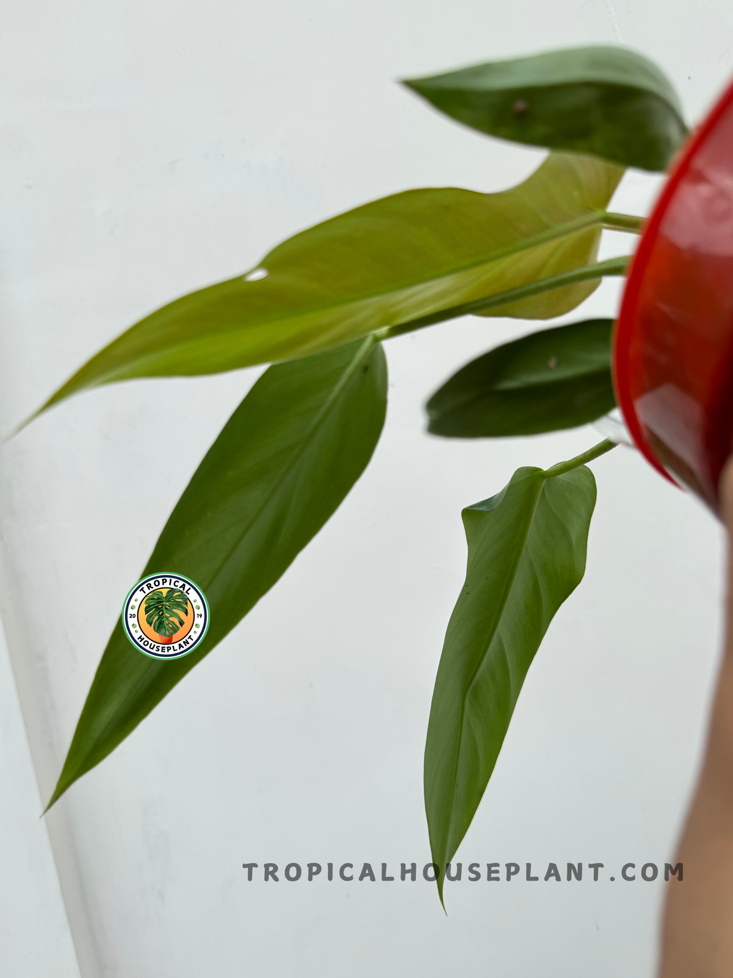 Side angle of Philodendron Neglectum highlighting new bright green leaves and long foliage.