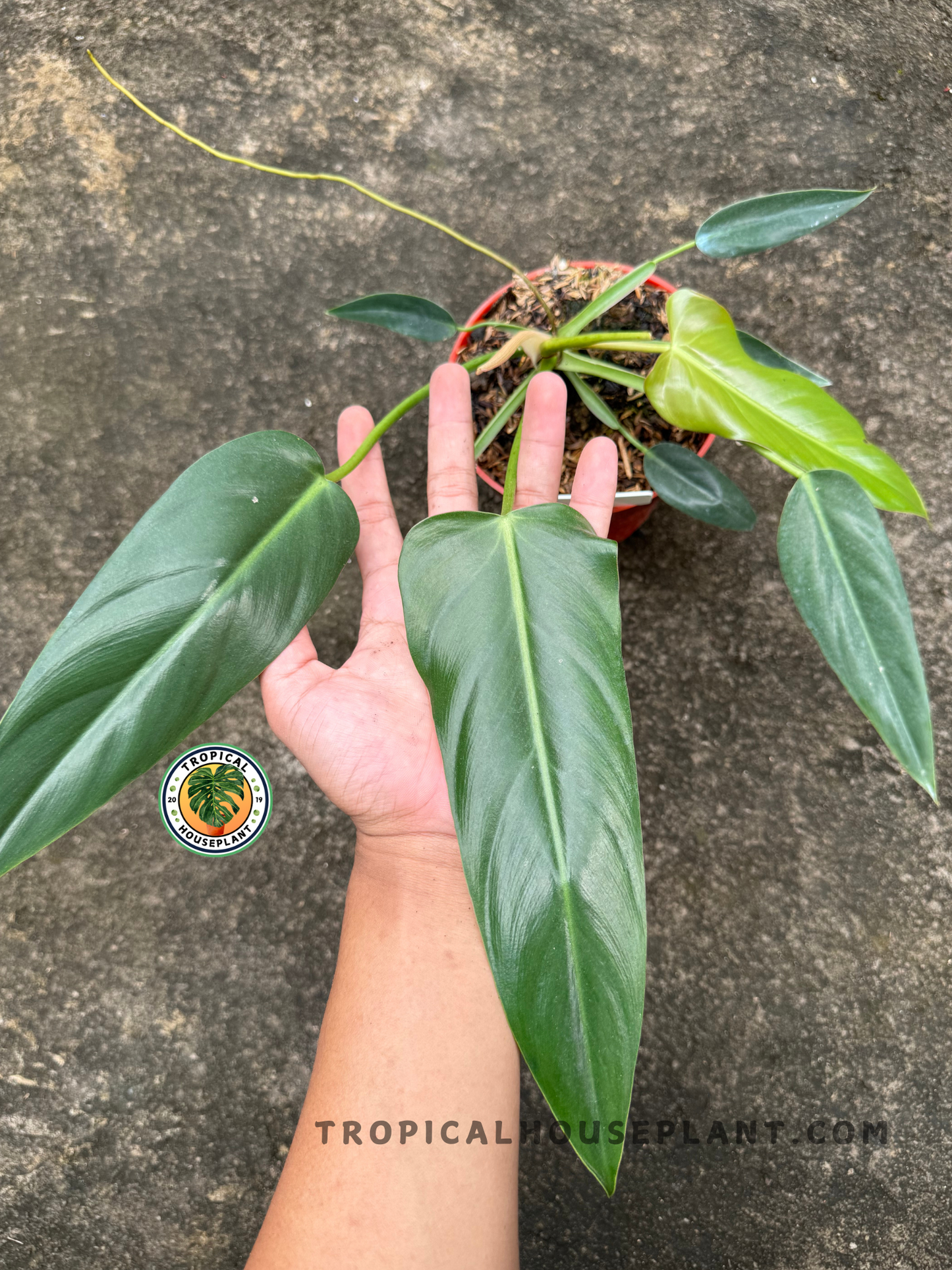 Hand holding Philodendron Neglectum displaying its tall, narrow leaves and lush growth in a pot.