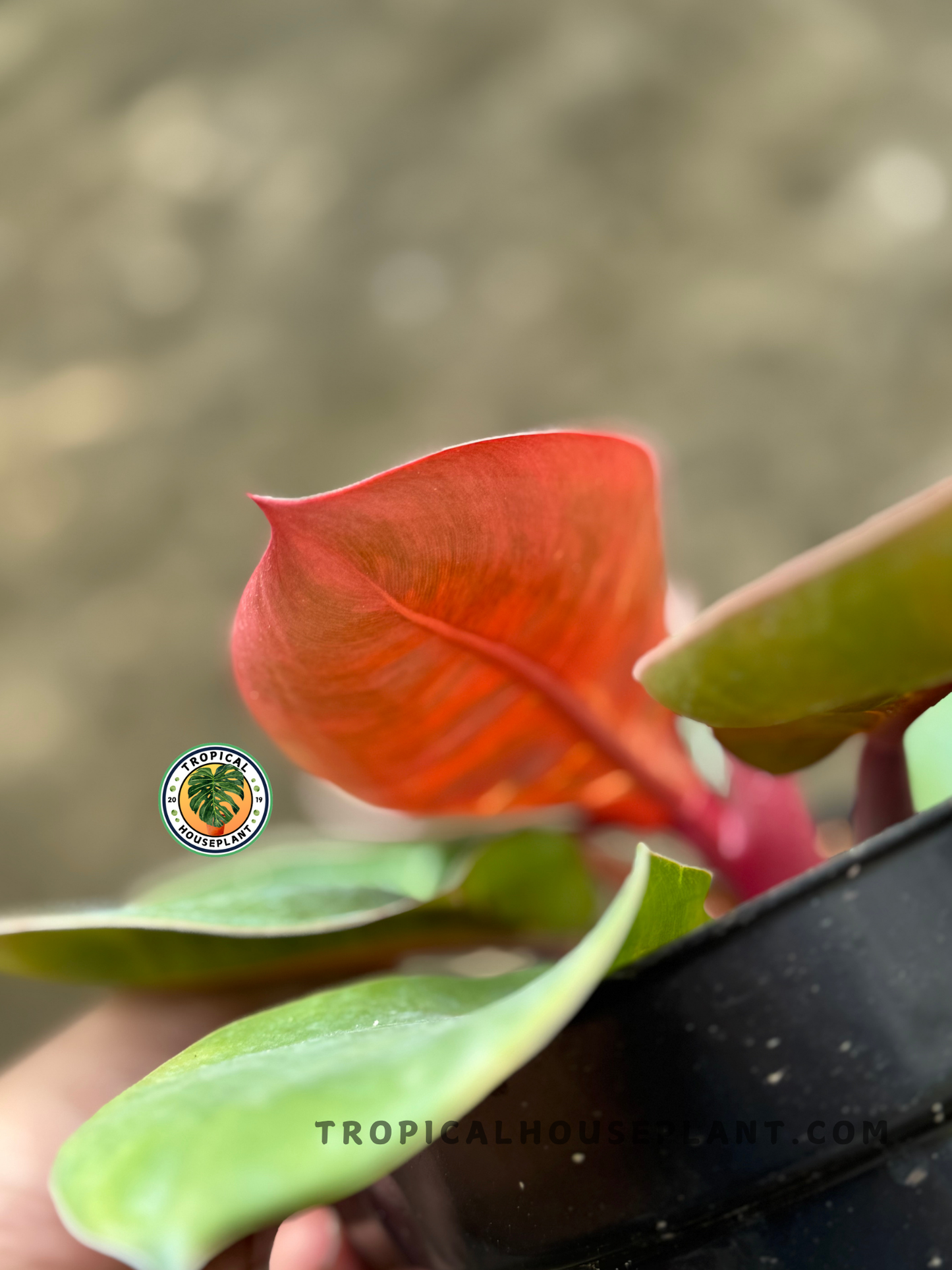 Side view of an unfurling Philodendron Orange Cardinal leaf glowing in orange tones.