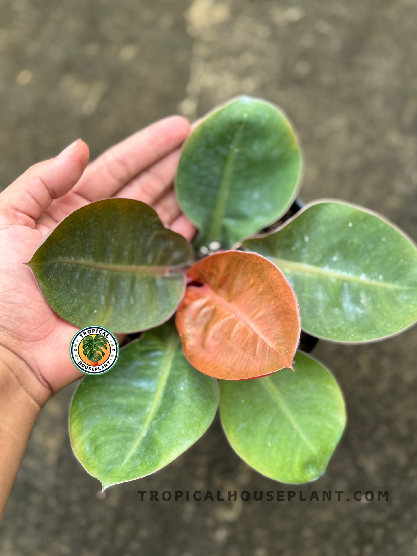 Full plant of Philodendron Orange Cardinal in hand, showing foliage contrast between orange, green, and burgundy leaves.