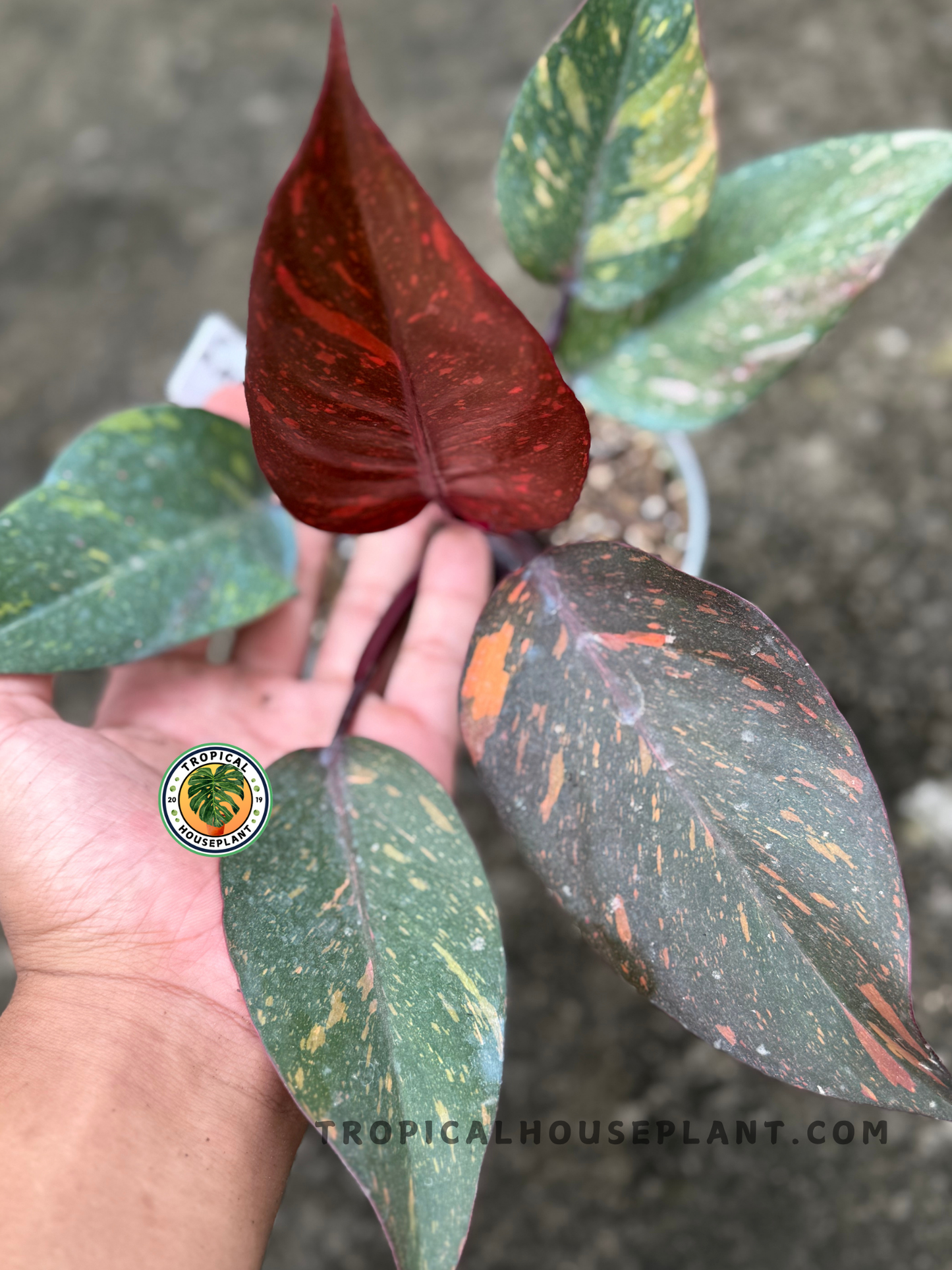 Side shot focusing on the vibrant orange leaf with deep red veins and velvety texture.