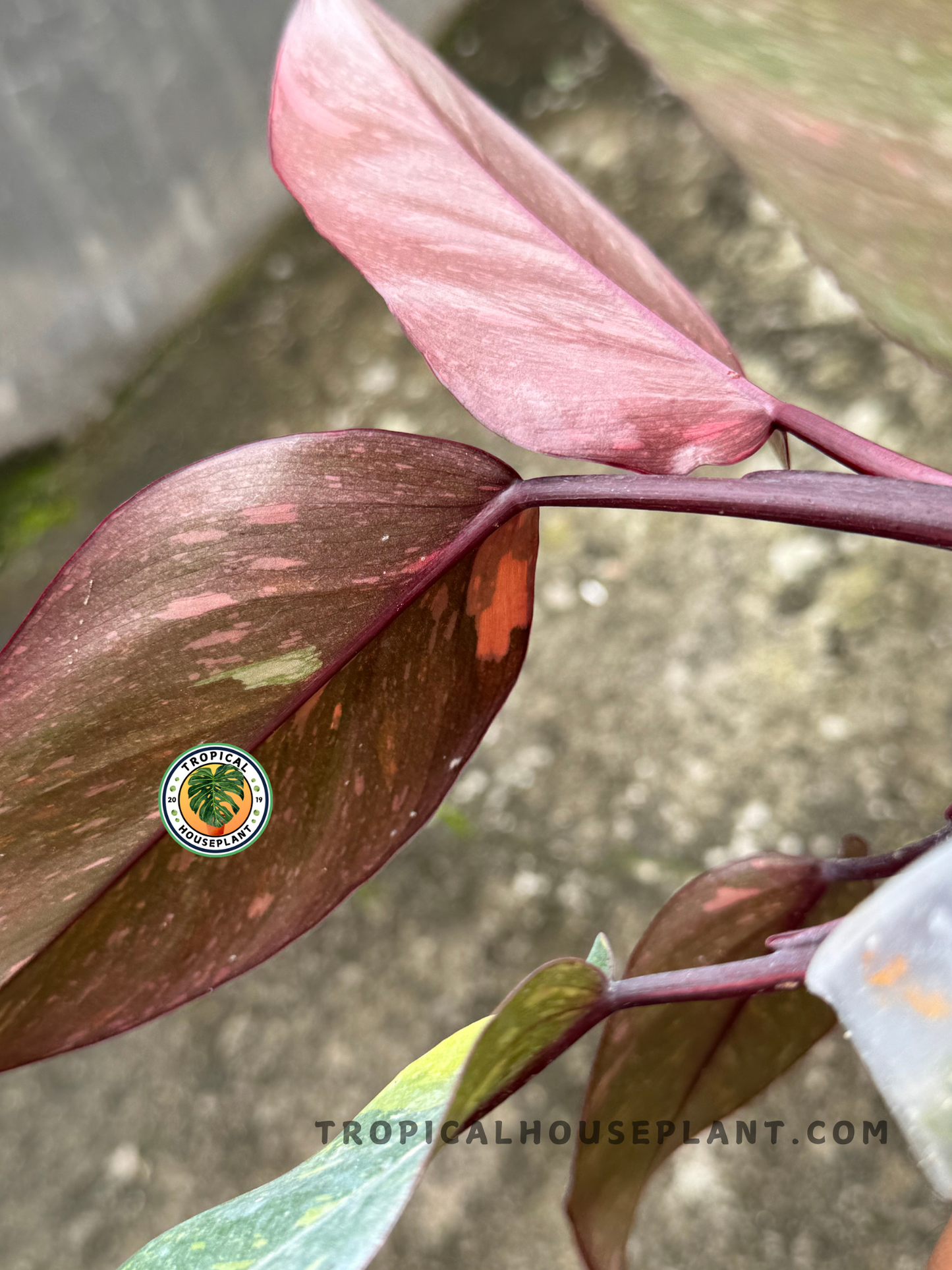 Hand holding the plant to showcase the full symmetrical rosette shape and the striking orange-to-green color transition on mature leaves.