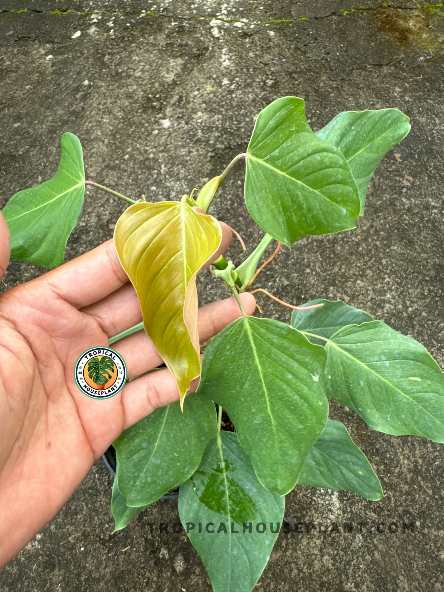 Close-up of Philodendron Ornatum cf's golden-bronze unfurling leaf and heart-shaped mature leaves in a potted setting.