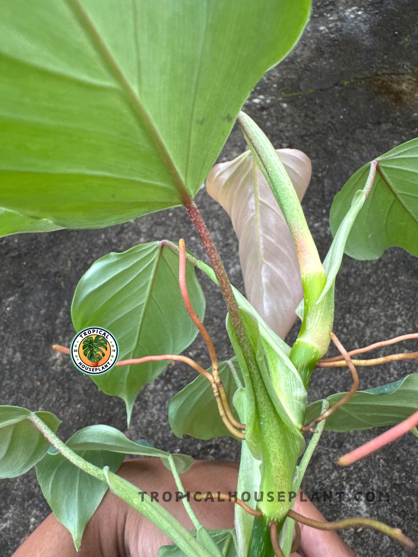 Stem and petiole detail of Philodendron Ornatum cf, highlighting aerial roots and the elegant leaf structure from a side angle.
