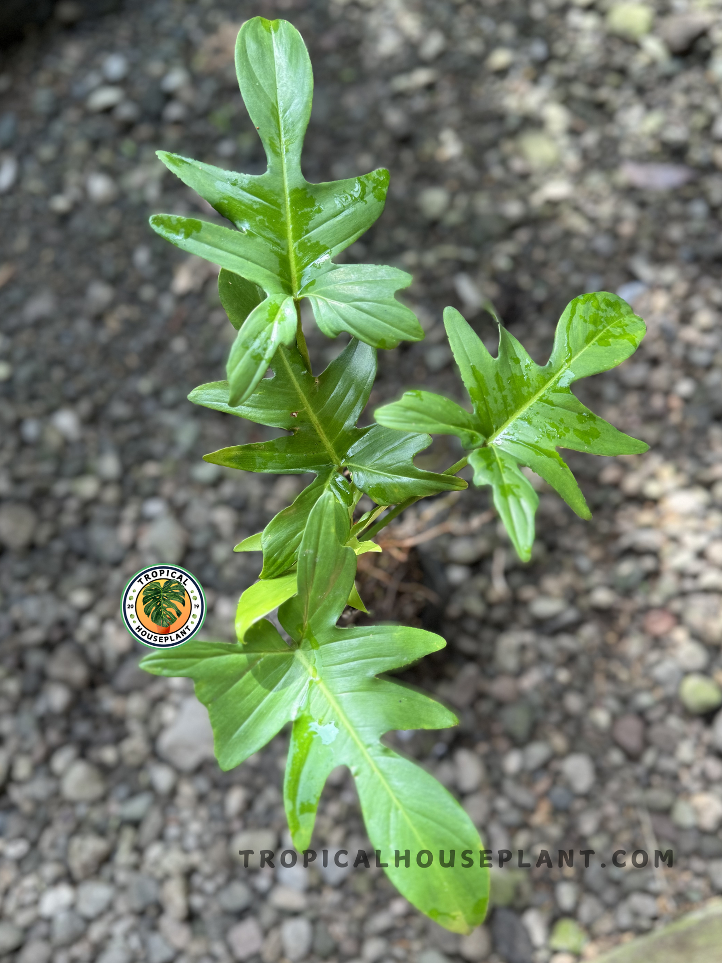 Philodendron Pedatum growing in a pot with deeply lobed green leaves.