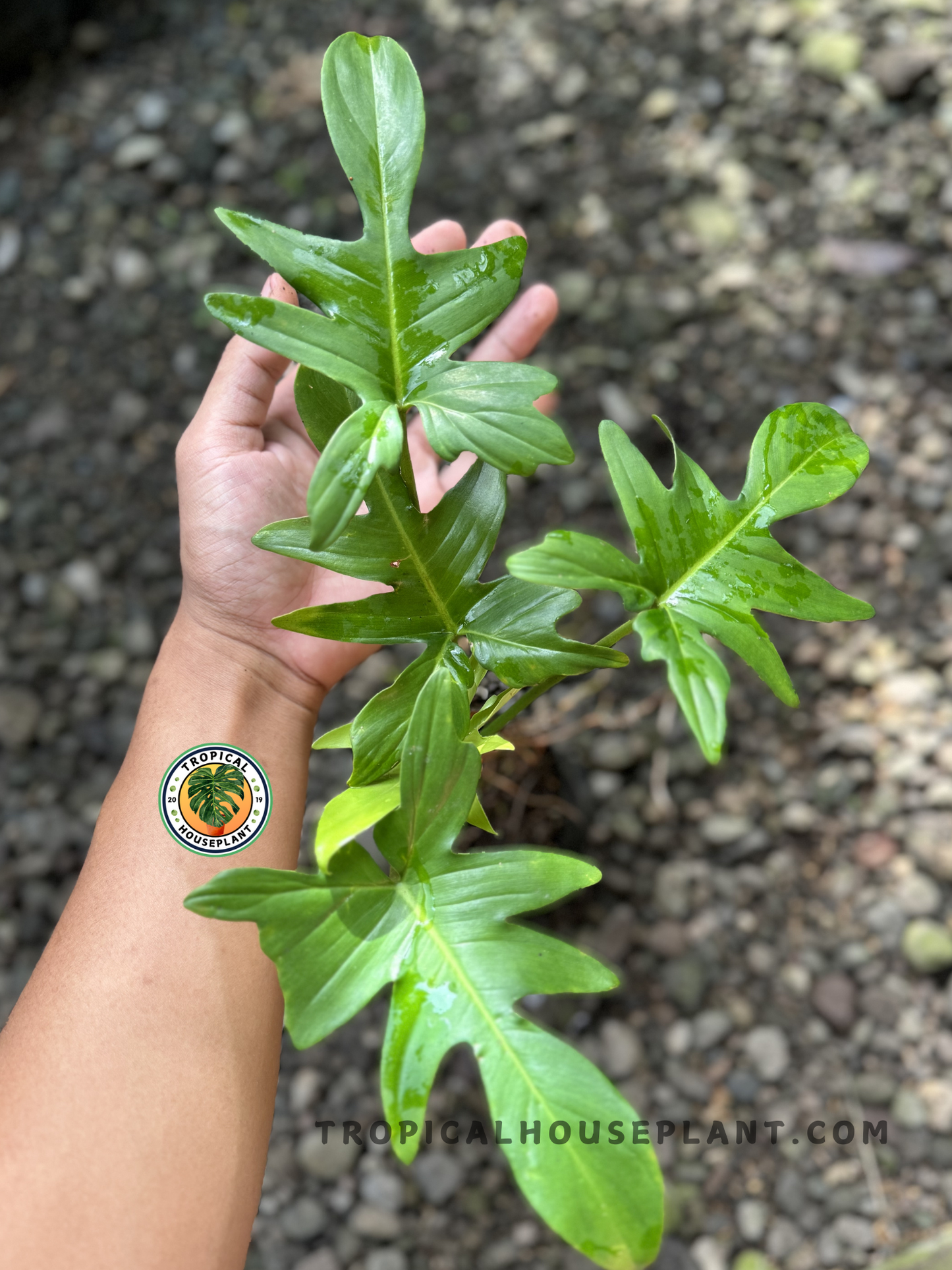 Hand holding a Philodendron Pedatum, showing its climbing growth habit and leaf shape.