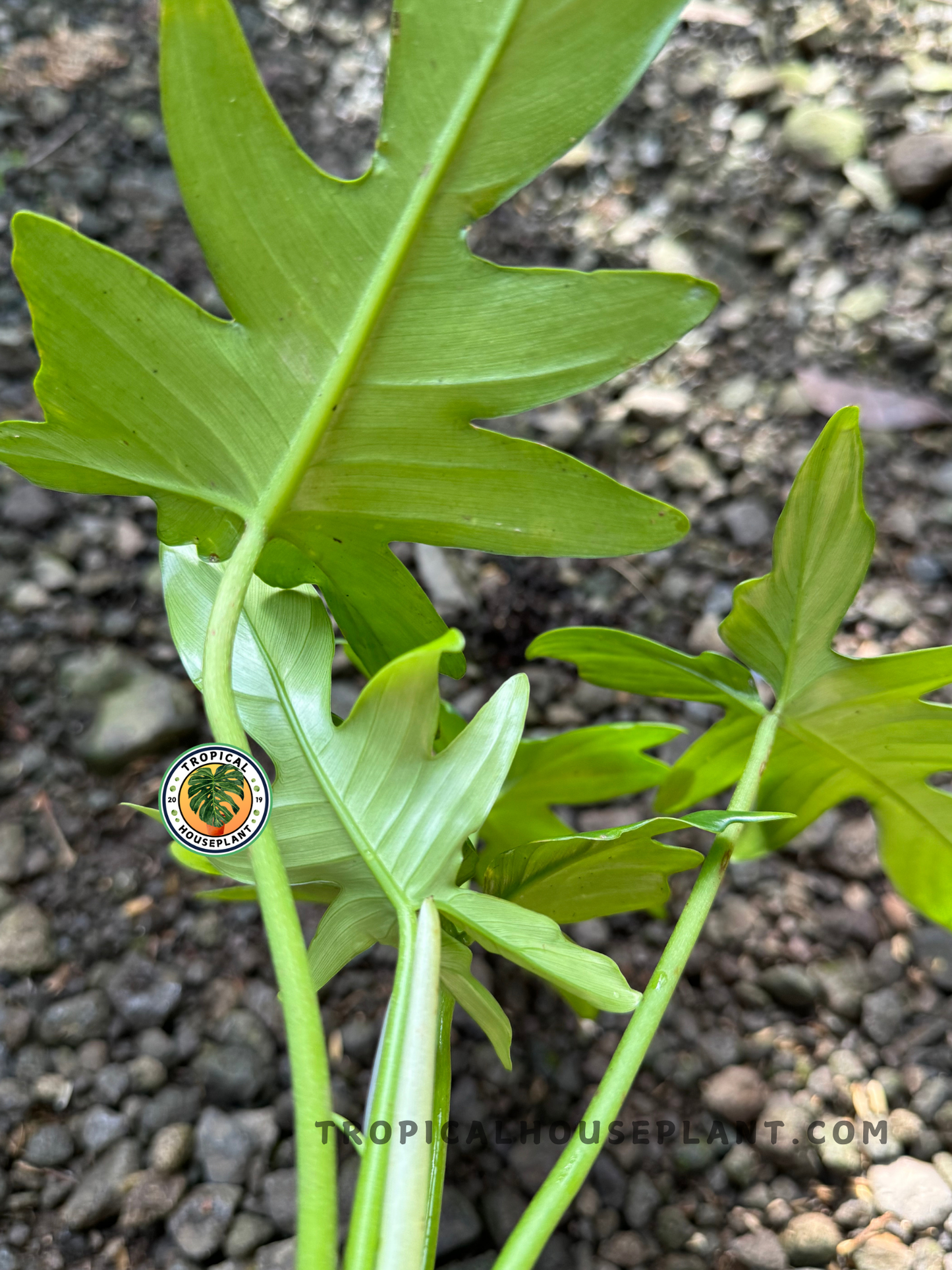 Close-up of Philodendron Pedatum's stem and new leaves growing from the base.