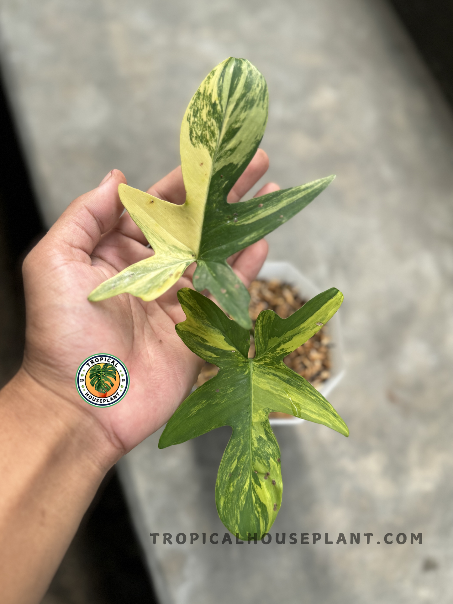 Close-up of Philodendron Pedatum Variegated with green and yellow marbled leaves held in hand.