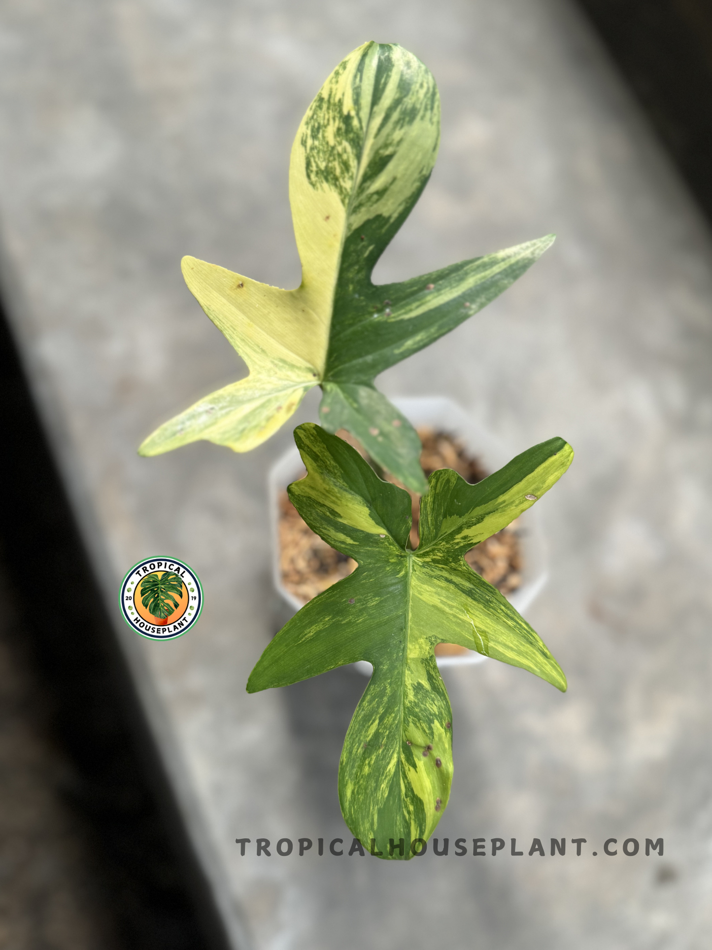 Top view of Philodendron Pedatum Variegated growing in a pot, showing its vibrant foliage.