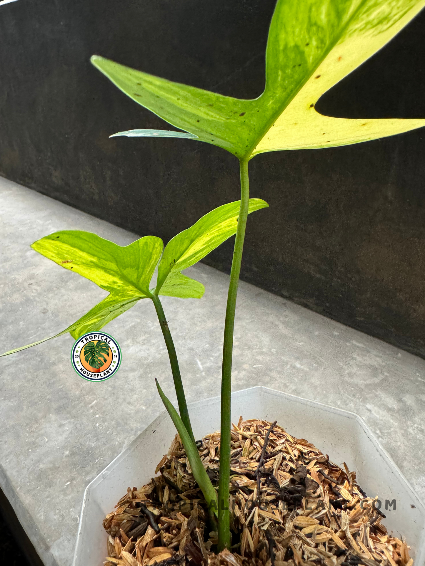 Side view of Philodendron Pedatum Variegated with new growth, displaying its climbing habit.