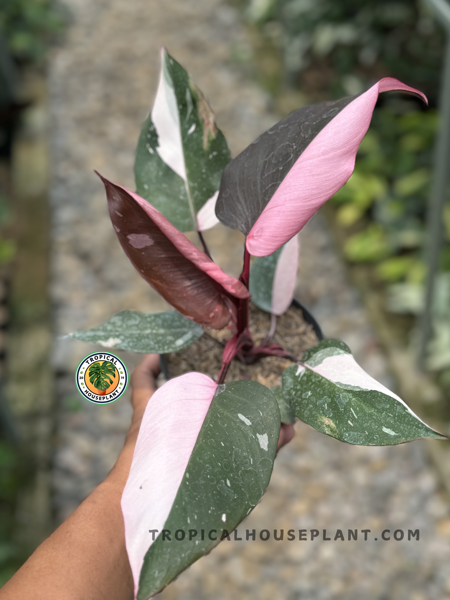 philodendron black prince Philodendron Pink Princess Black Cherry – Tropical Houseplant