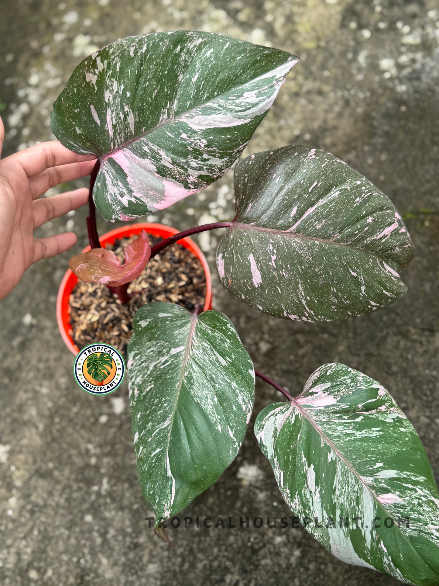 Overhead view of medium Philodendron Pink Princess Galaxy in a pot with vivid pink and green variegated leaves.