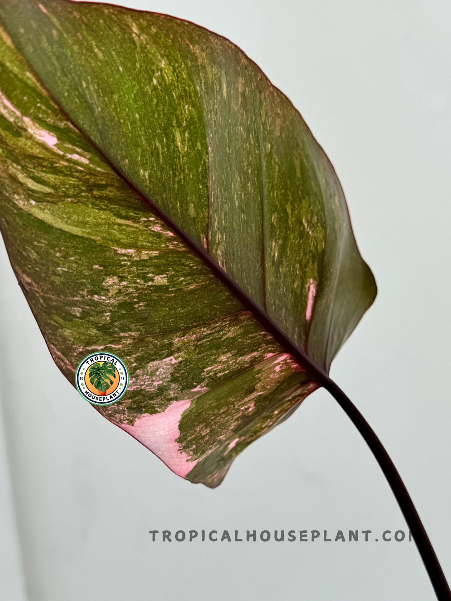 Backside of a Philodendron Pink Princess Galaxy leaf displaying subtle pink tones with natural texture.