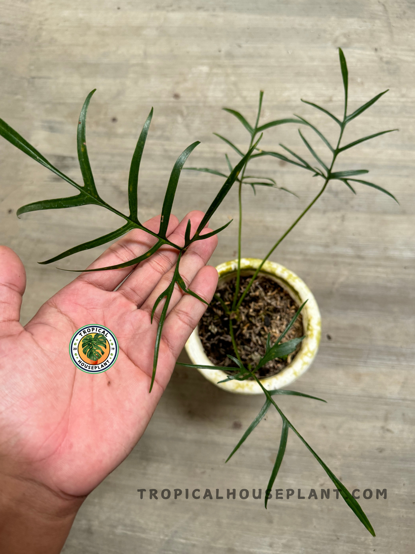 Close-up of Philodendron Polypodioides with long, slender, deeply lobed leaves.