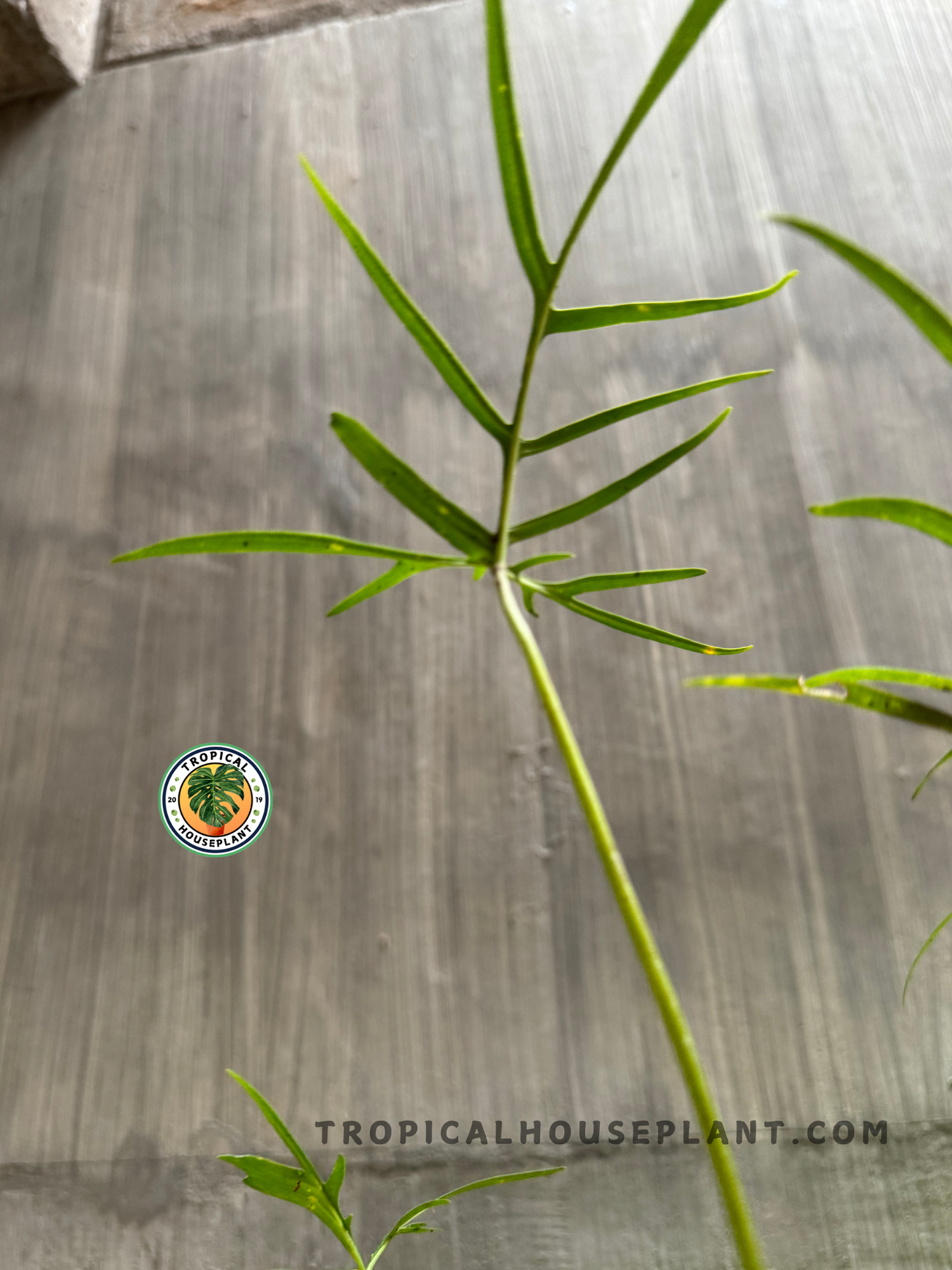 Top view of Philodendron Polypodioides in a pot, showcasing its delicate foliage.