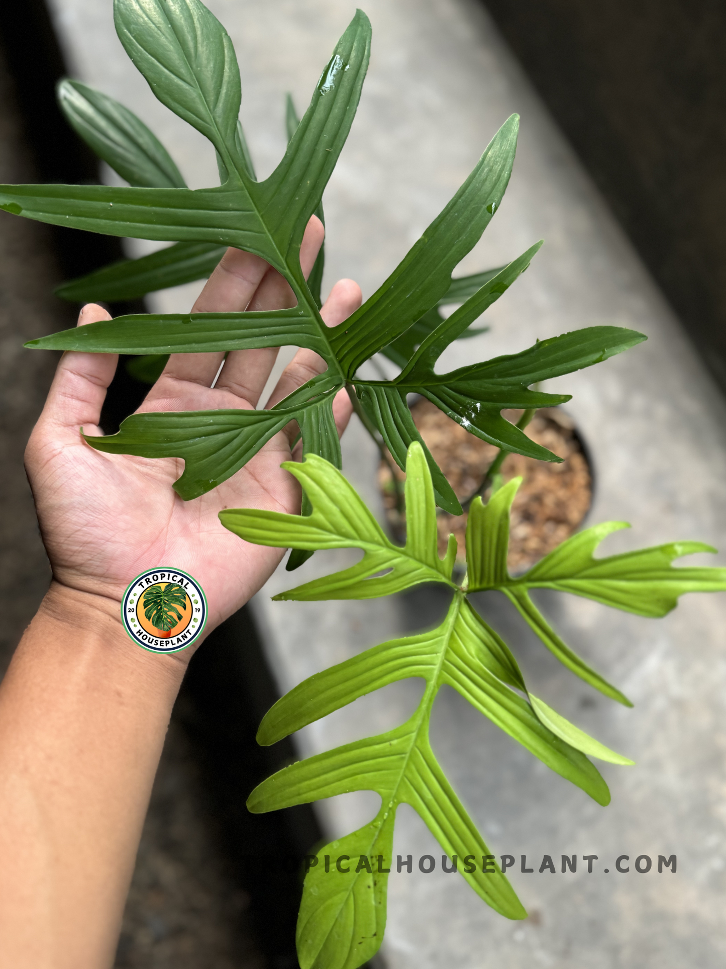 Close-up of Philodendron Quercifolium with deeply cut, oak-shaped green leaves held in hand.