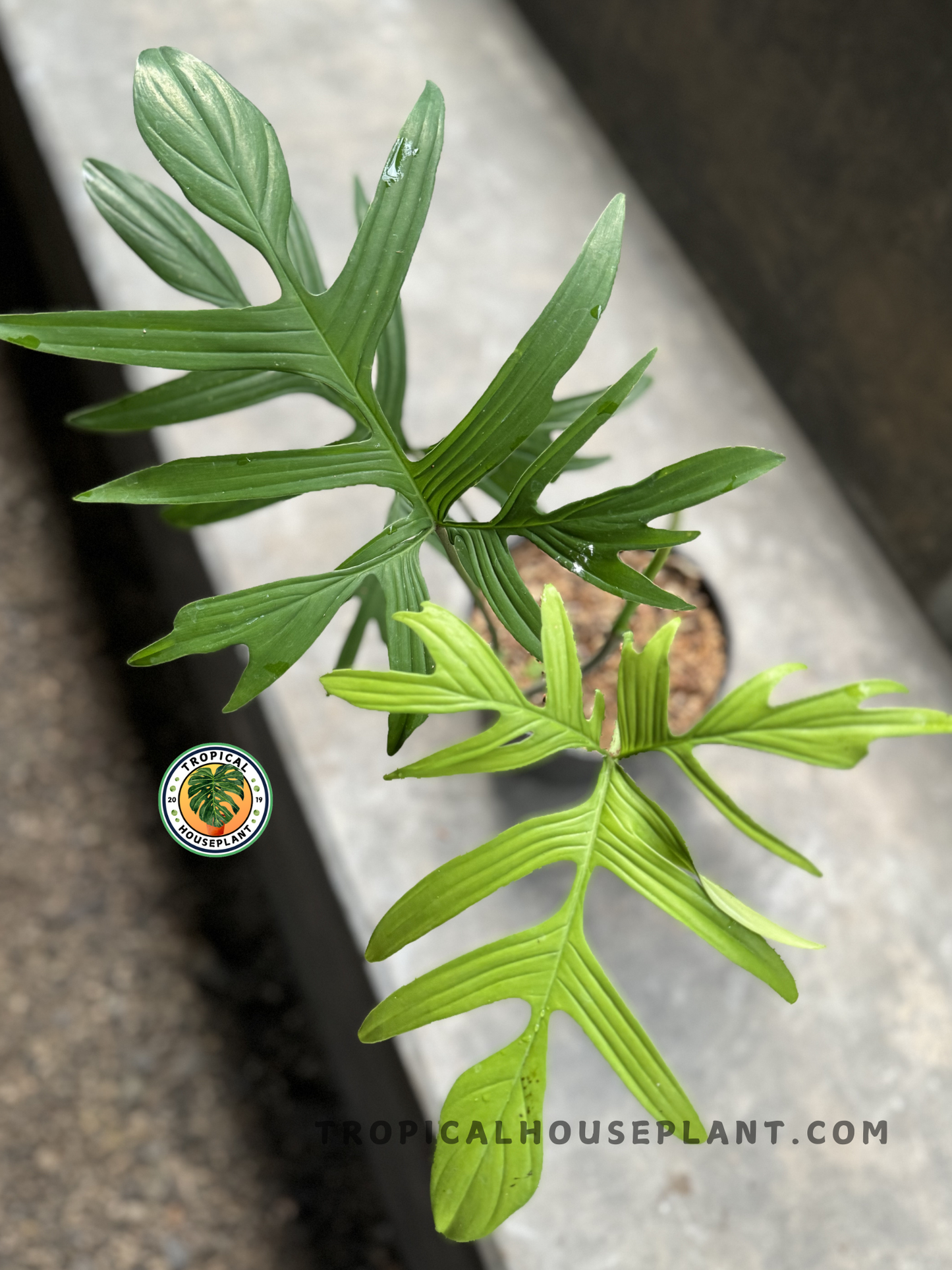 Top view of Philodendron Quercifolium showing its detailed leaf structure and fresh green color.