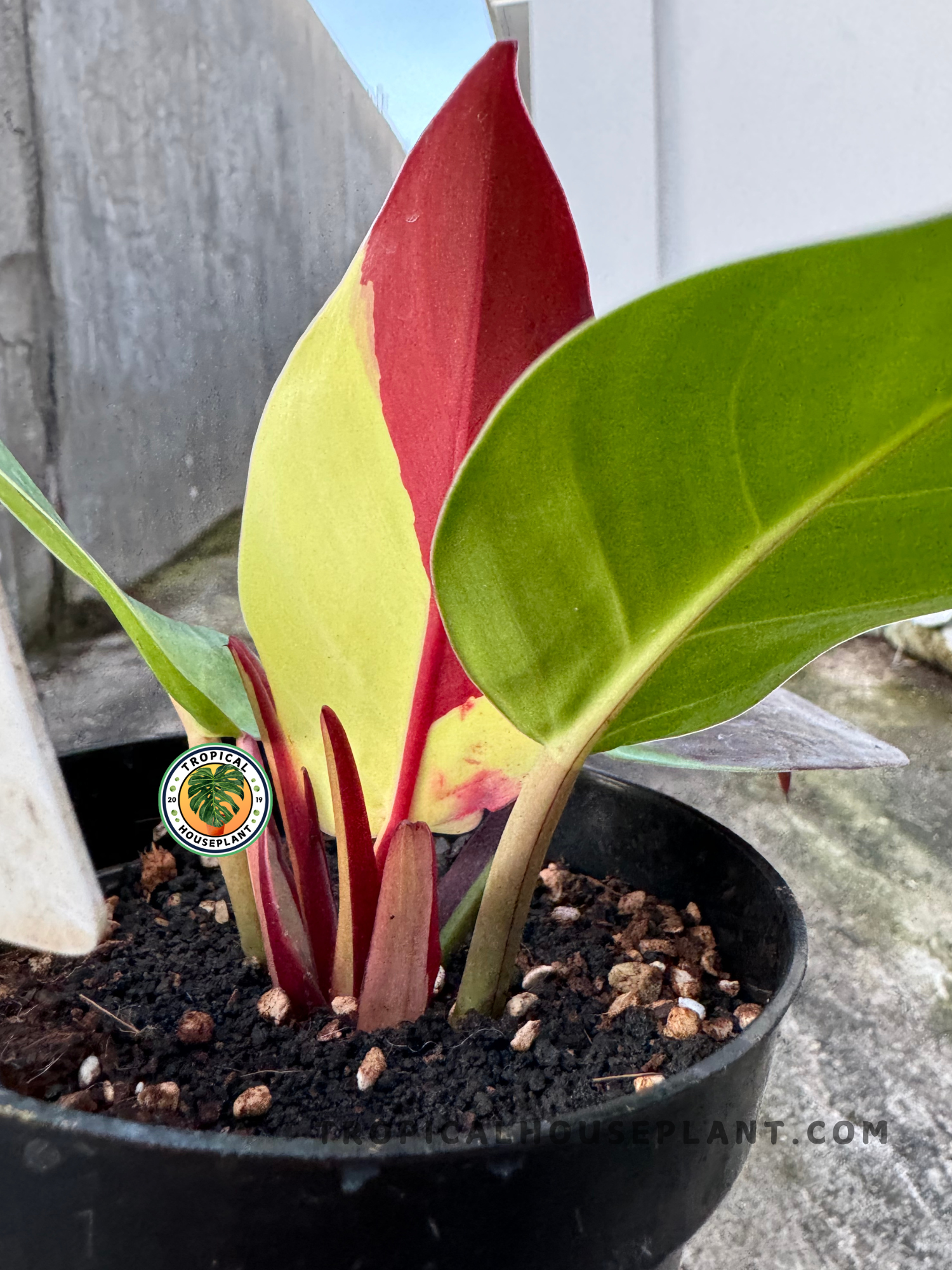 Healthy Philodendron Red Moon Yellow Flame Variegated plant displaying its vibrant foliage.