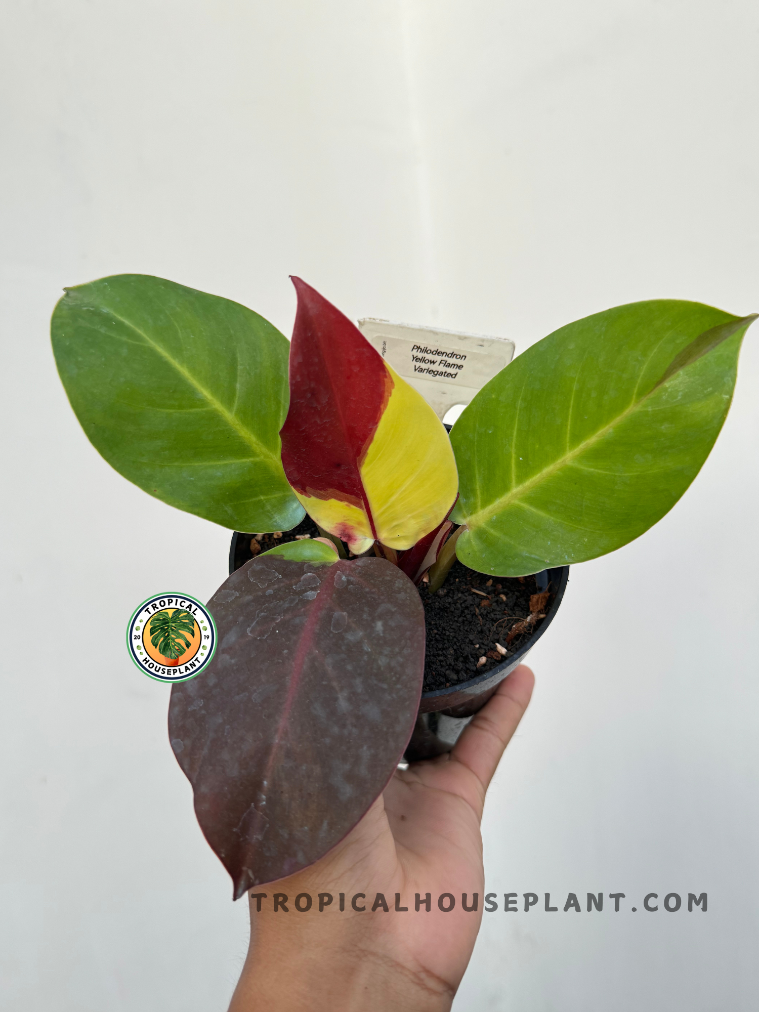 Philodendron Red Moon Yellow Flame Variegated with vibrant yellow and green variegated leaves.