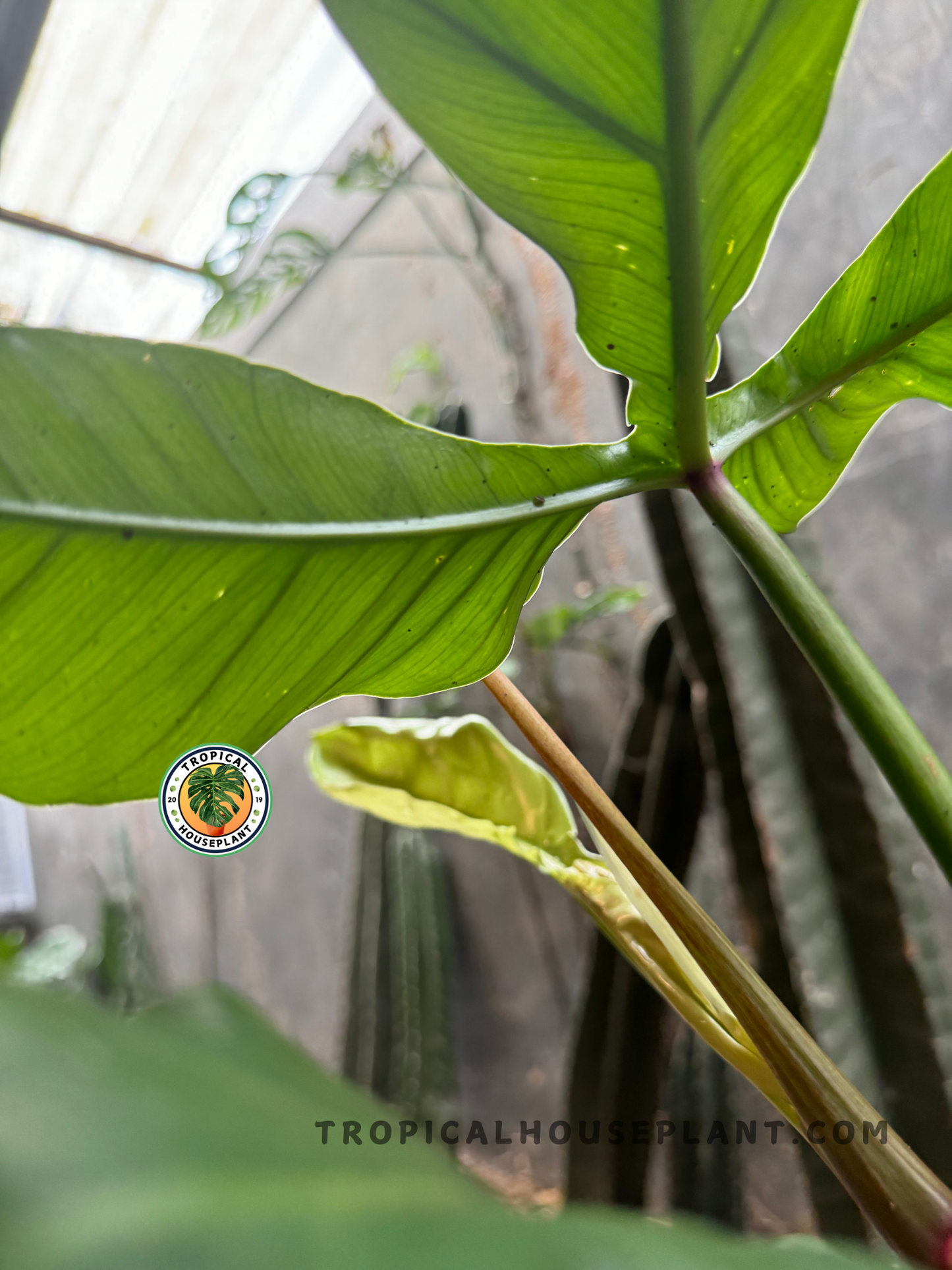 Backlit side angle of Philodendron Sanctamartinense leaf and petiole, emphasizing the translucent green glow and upright structure.