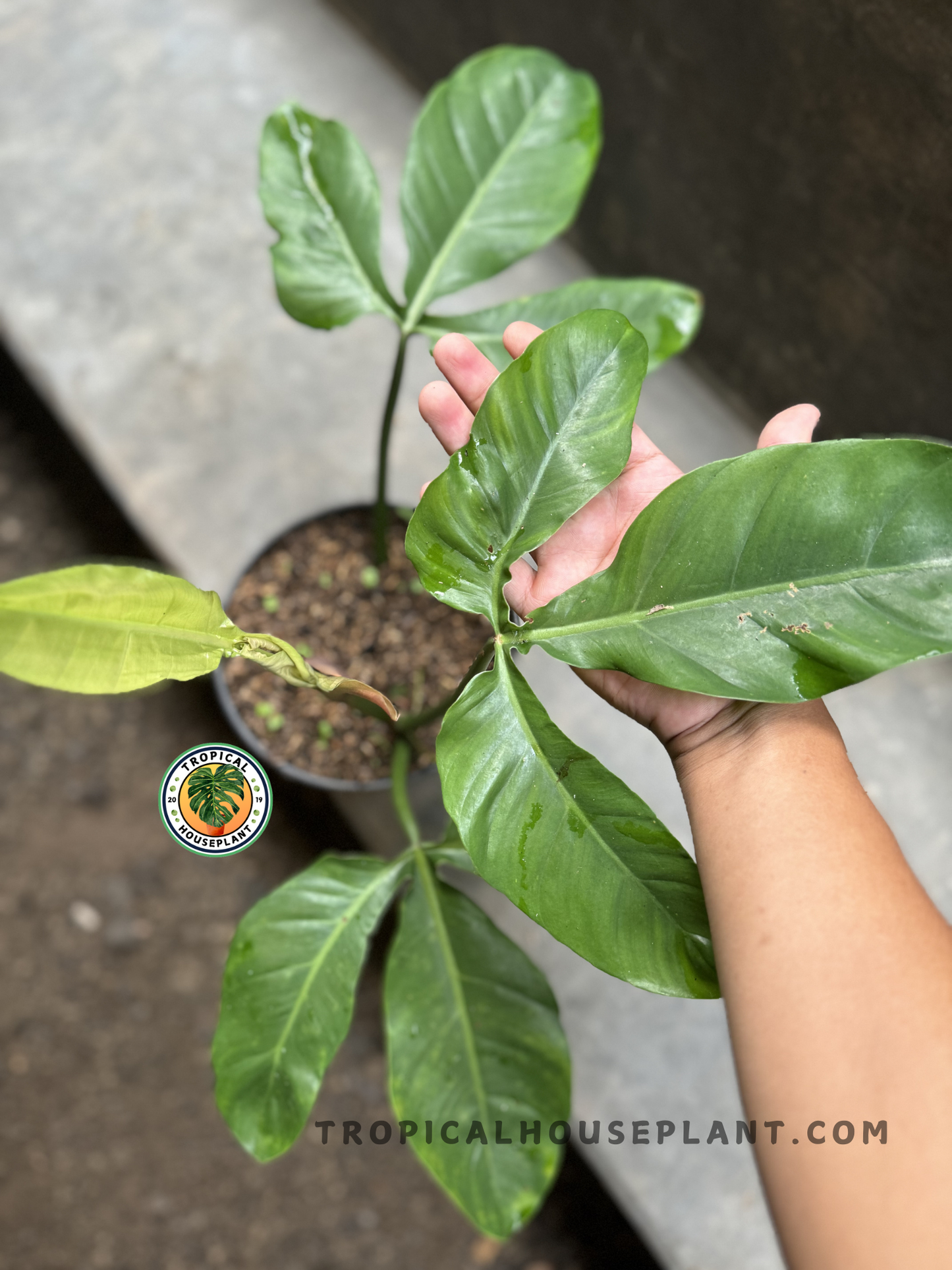 Close-up of a hand holding Philodendron Sanctamartinense leaf, highlighting its glossy surface and slightly curved form.