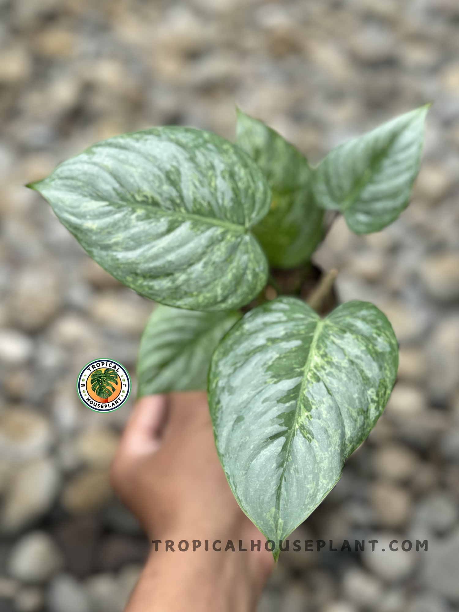 philodendron sodiroi for sale Philodendron Sodiroi Variegated