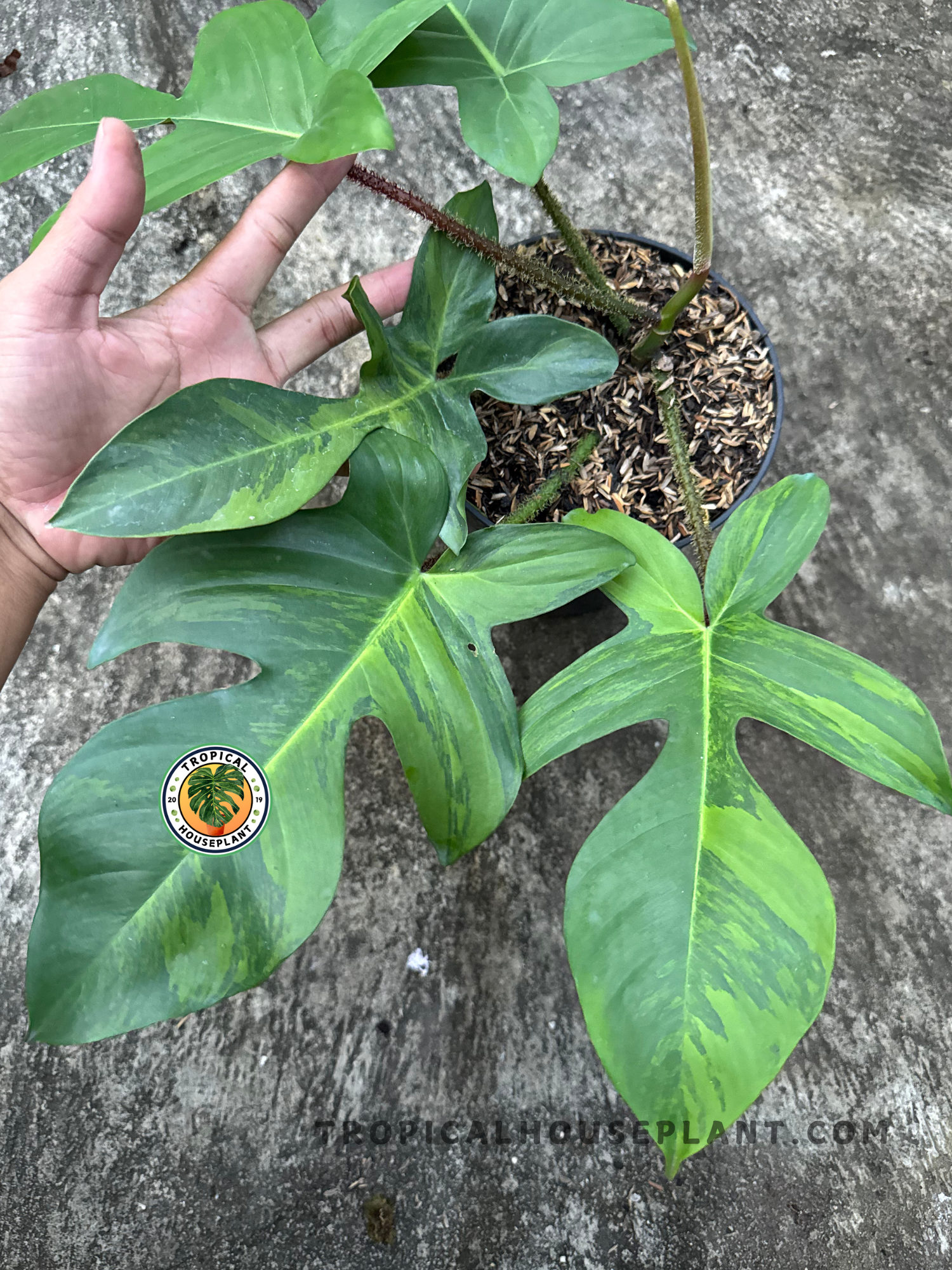 harga philodendron Philodendron Squamiferum Variegated