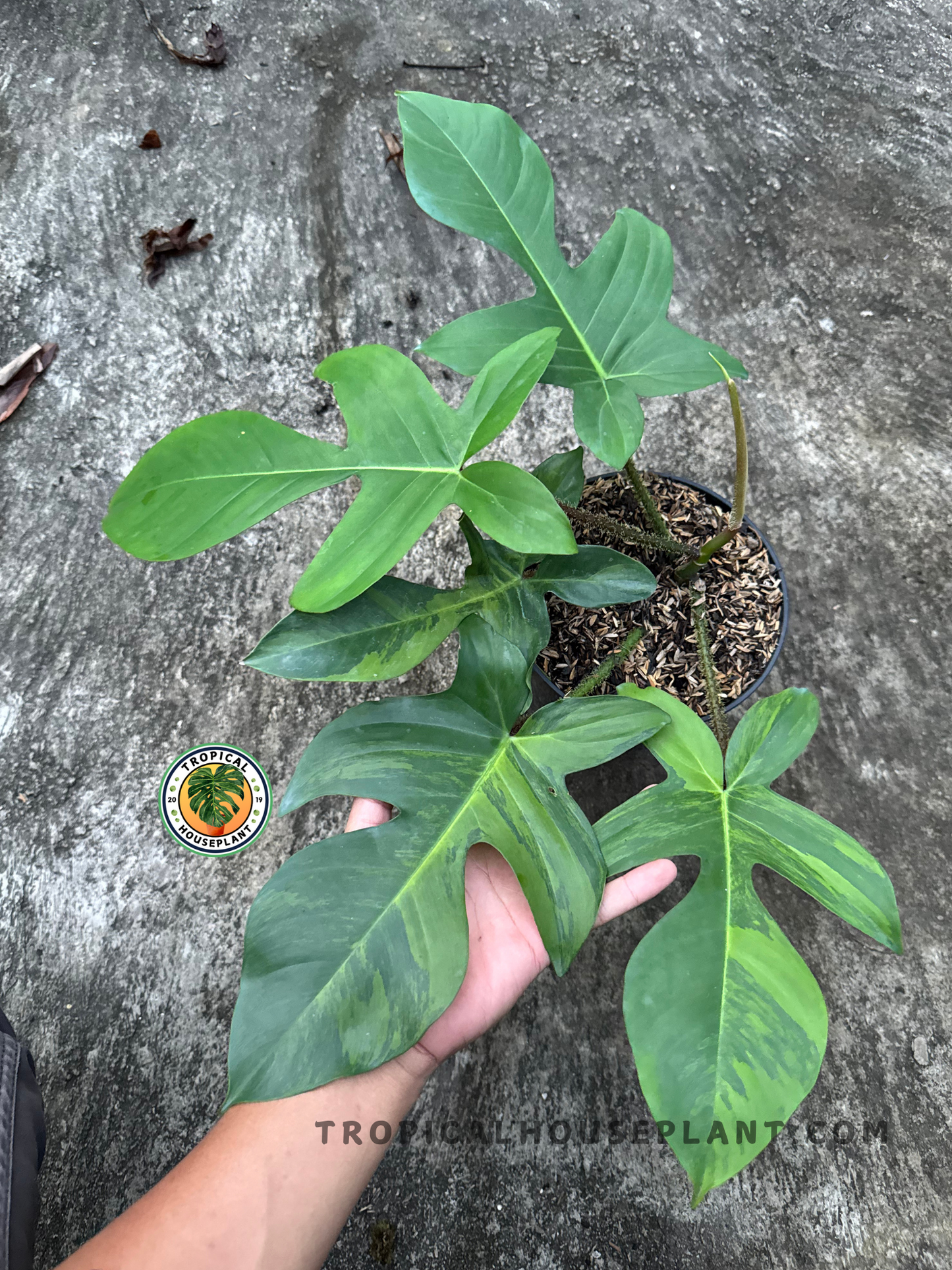 Overhead view of Philodendron Squamiferum Variegated in a pot with multi-lobed leaves and natural color variation.