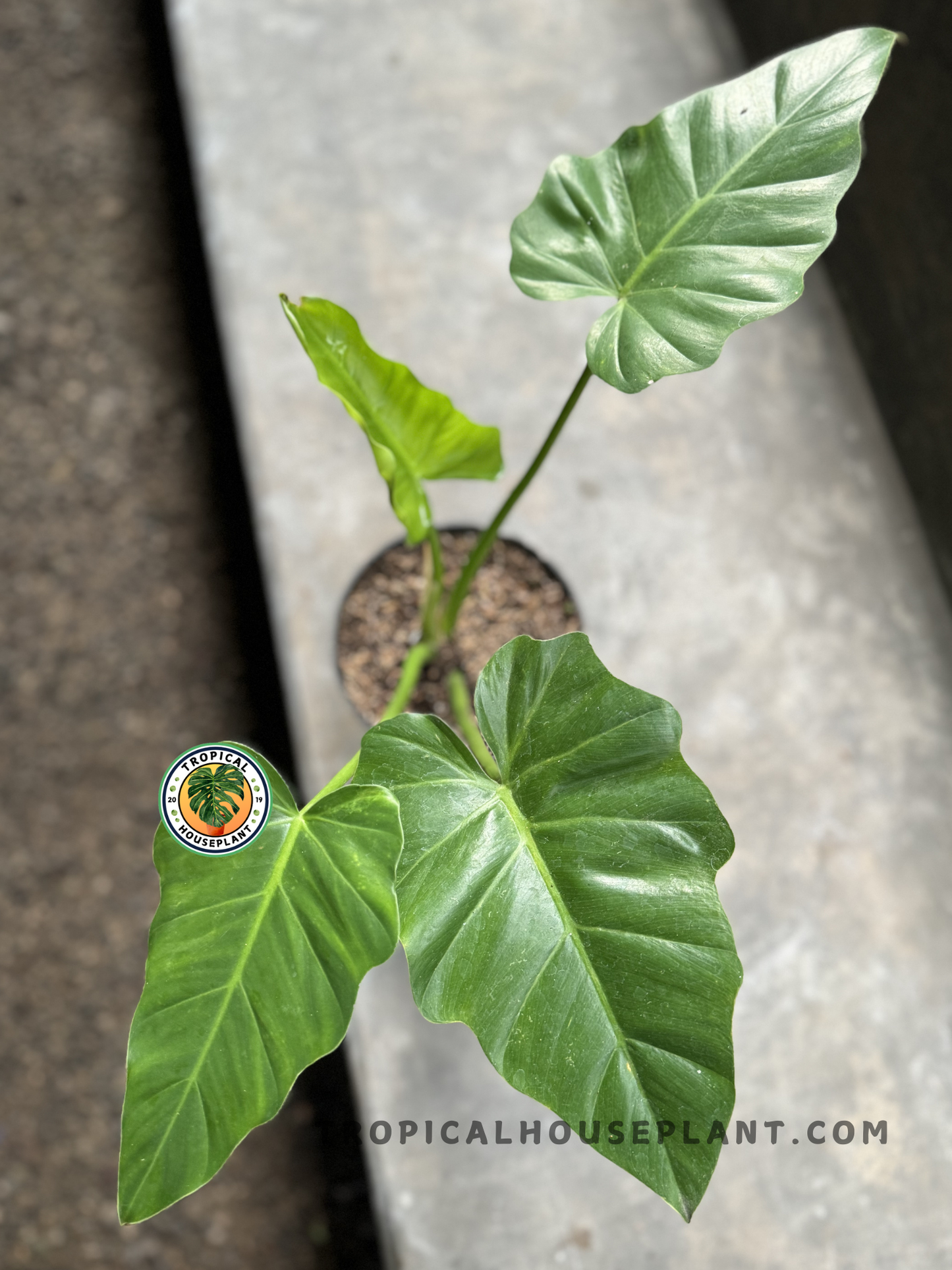 Close-up of a healthy Philodendron Undulatum with large, glossy, undulating green leaves in a pot.