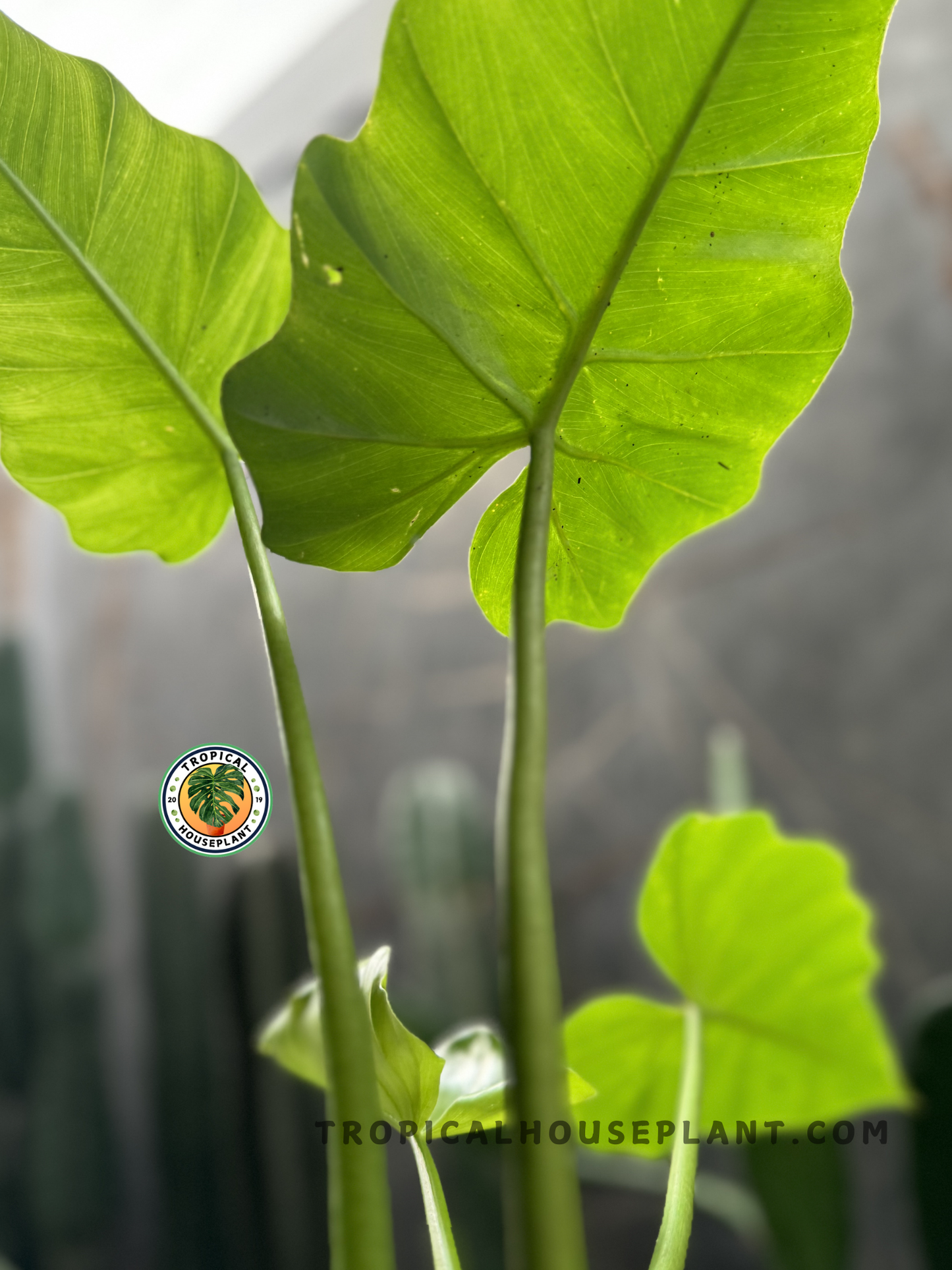 A young Philodendron Undulatum with upright, wavy-edged leaves growing in indirect light.