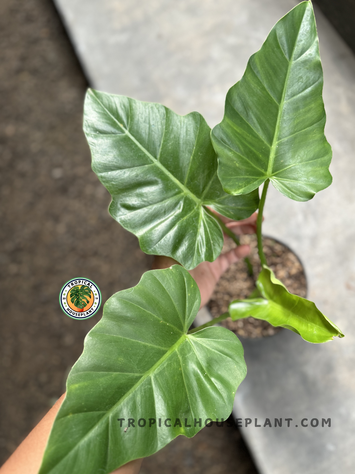Top view of a Philodendron Undulatum displaying its striking leaf texture and vibrant green foliage.