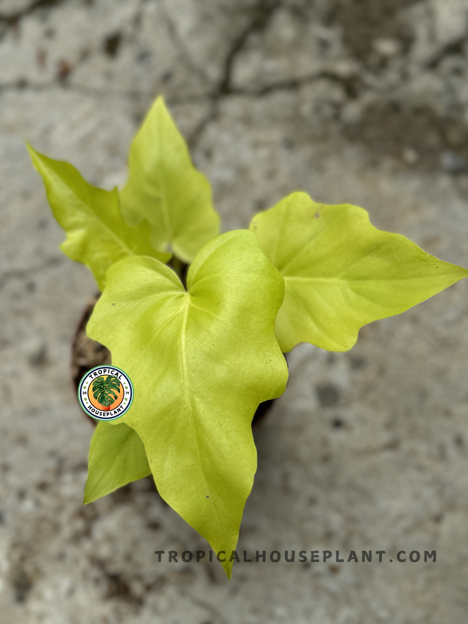 philodendron warszewiczii for sale Philodendron Warscewiczii Gold