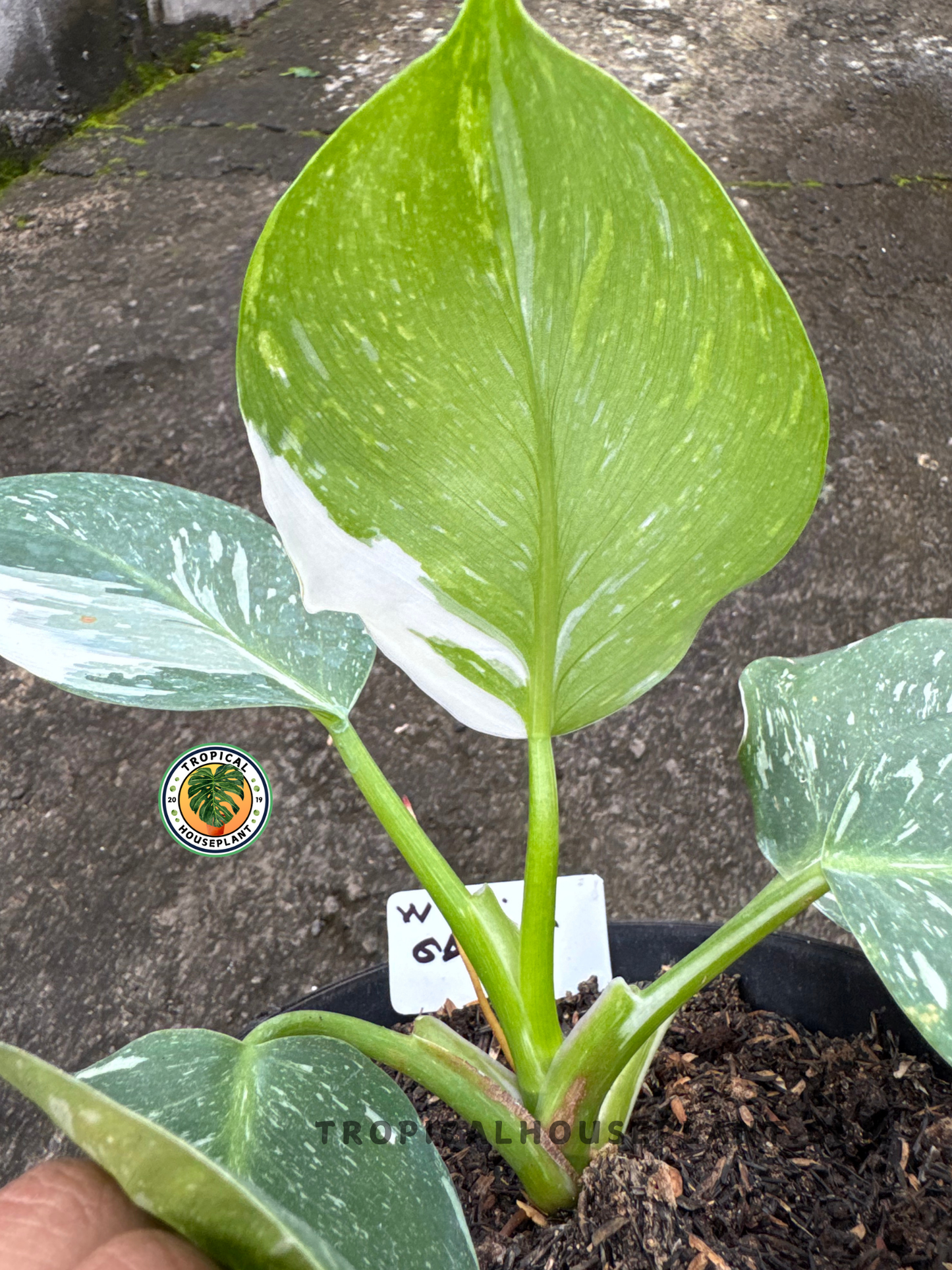 Close-up of Philodendron White Wizard Galaxy leaf showing creamy white and green variegation with smooth oval shape and glossy texture.