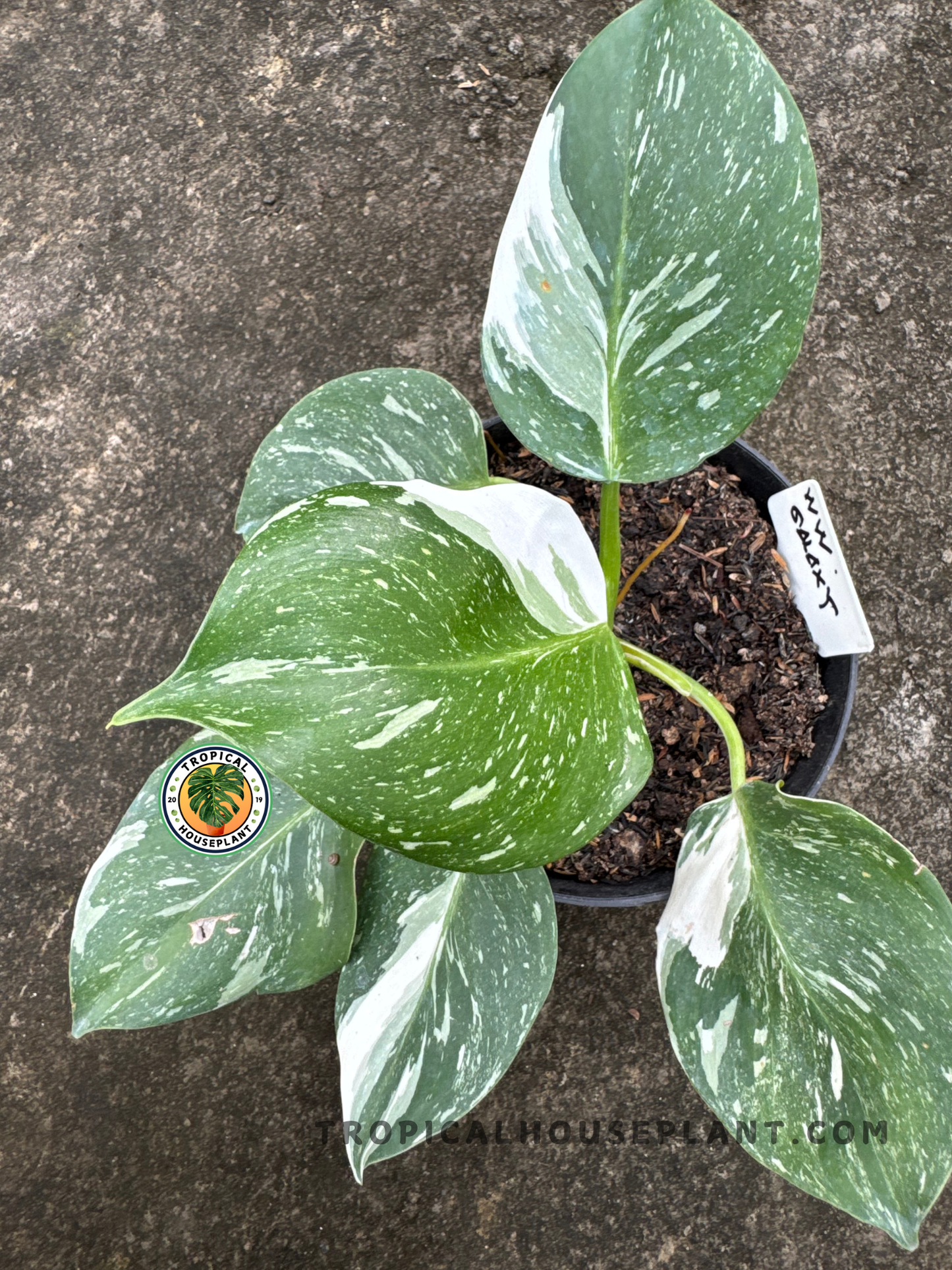 Top view of the Philodendron White Wizard Galaxy showcasing its balanced foliage spread and speckled variegation.