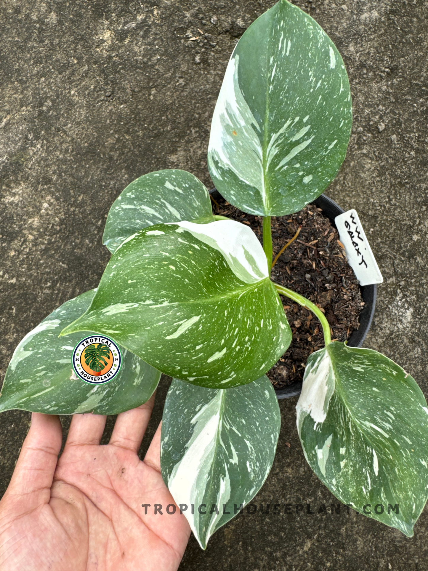 A full hand holds the plant to show scale, highlighting mature and developing leaves with bright white streaks.