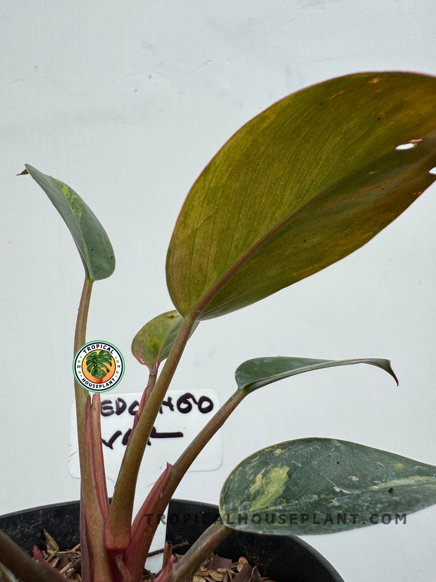 Side view of Philodendron Yellow Congo Variegated plant showing copper-toned new leaf and colorful stems.