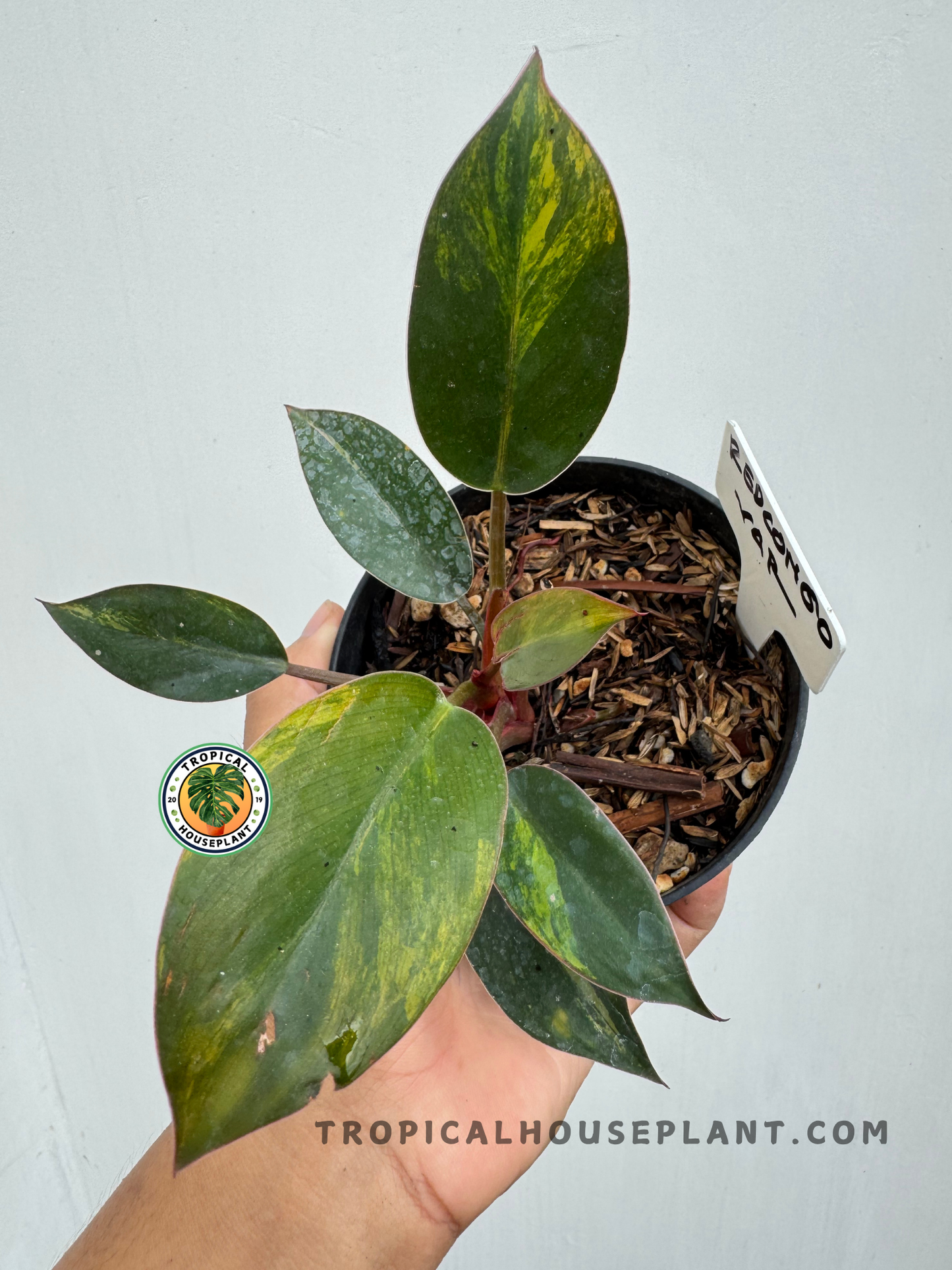 Top-down view of the Philodendron Yellow Congo Variegated in a pot, displaying a variety of leaf patterns and mature variegation.