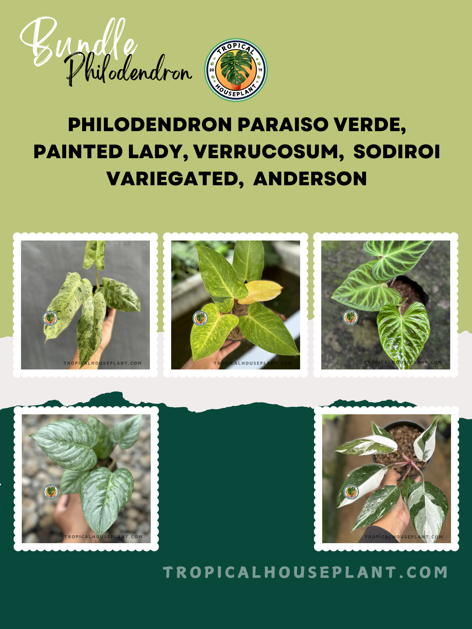 new philodendron varieties Exclusive Philodendron Bundle