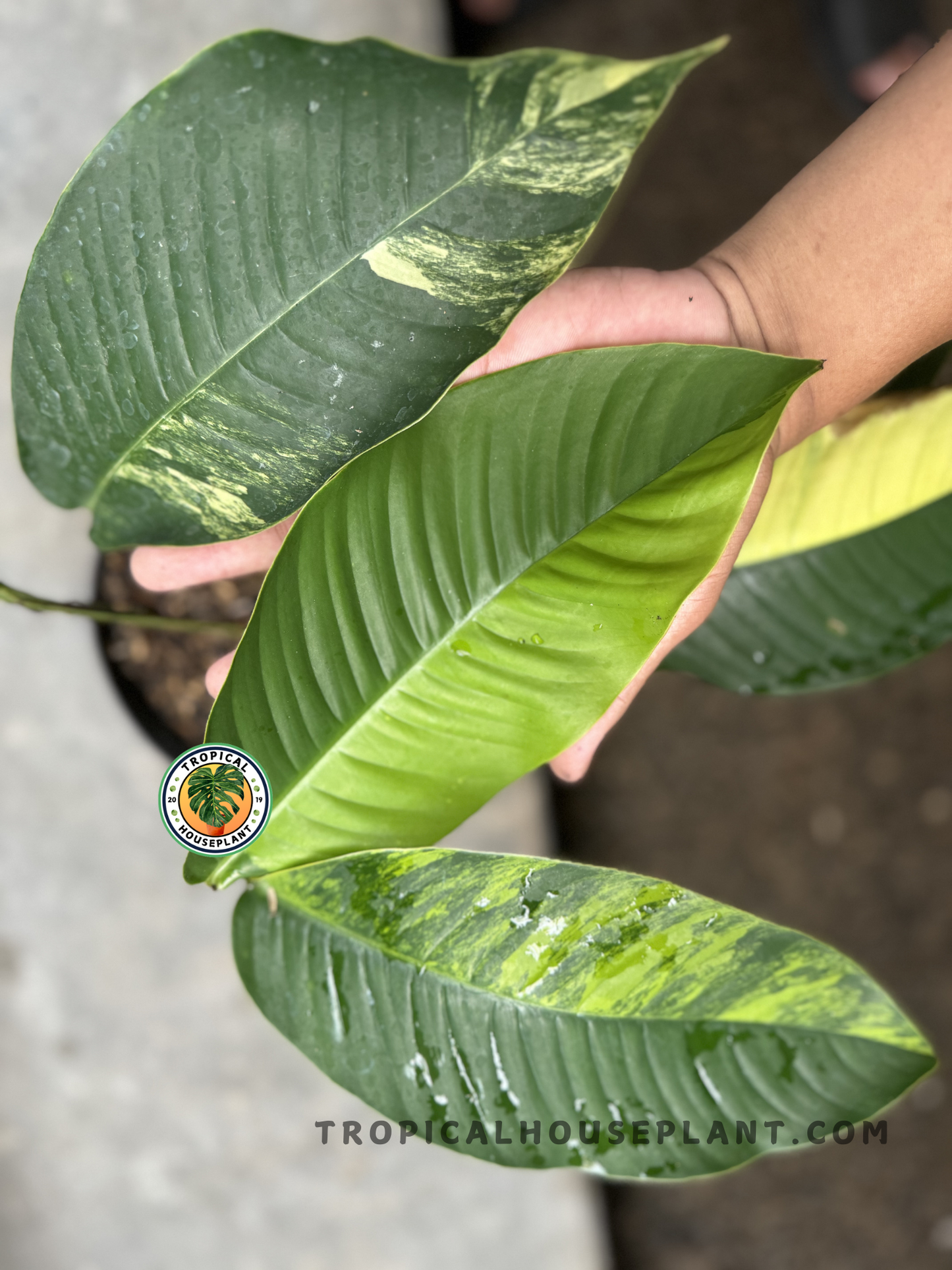 Hand holding Rhaphidophora Foraminifera Yellow Variegated leaves, showcasing rich green and yellow variegation with bold leaf ribbing.