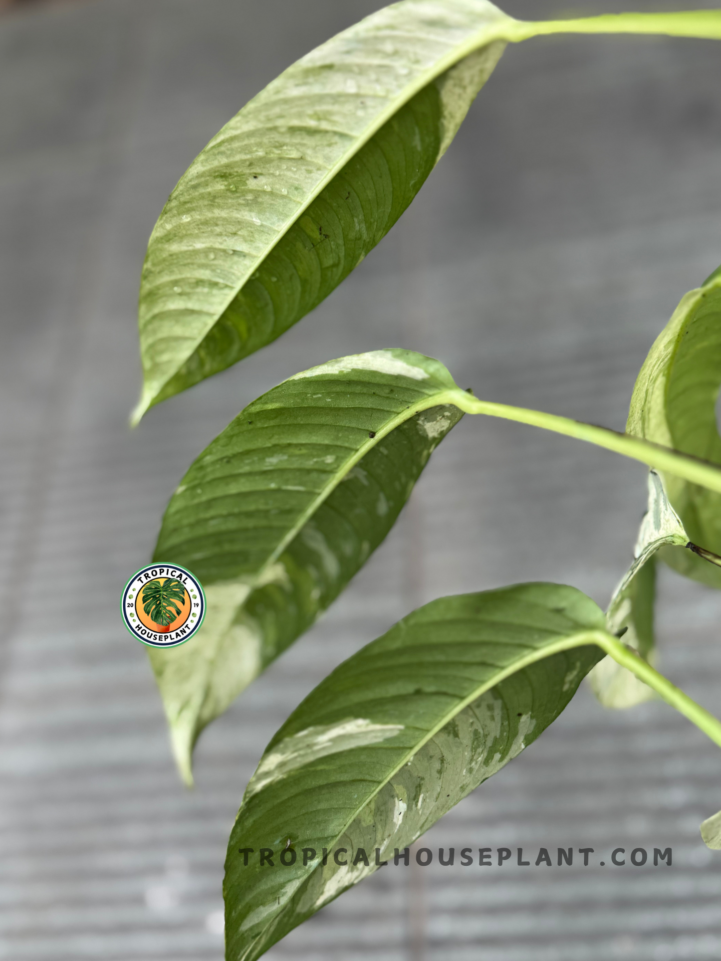 Close-up of Rhaphidophora Gorilan Variegated leaves showing bold green color and marbled white variegation in an elongated shape.