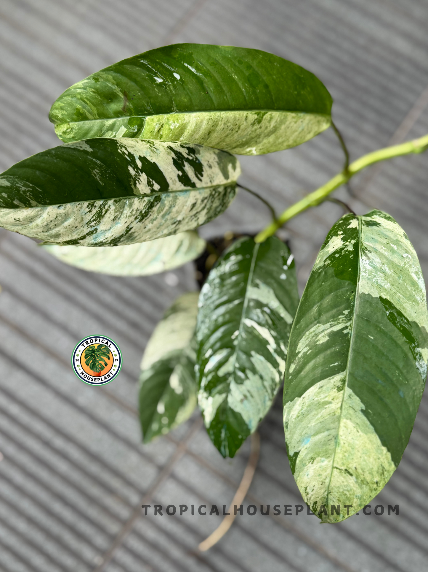 Top view of Rhaphidophora Gorilan Variegated plant with striking patterned foliage in lush green and creamy hues.