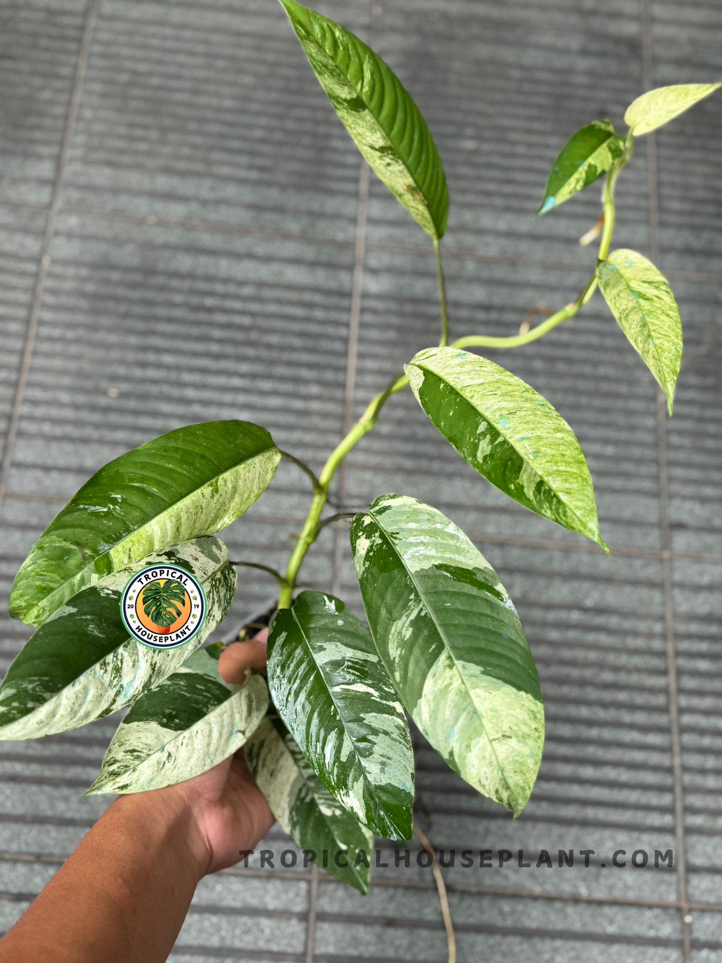 Full Rhaphidophora Gorilan Variegated plant in frame, with sprawling vine and multiple variegated leaves against a gray backdrop.