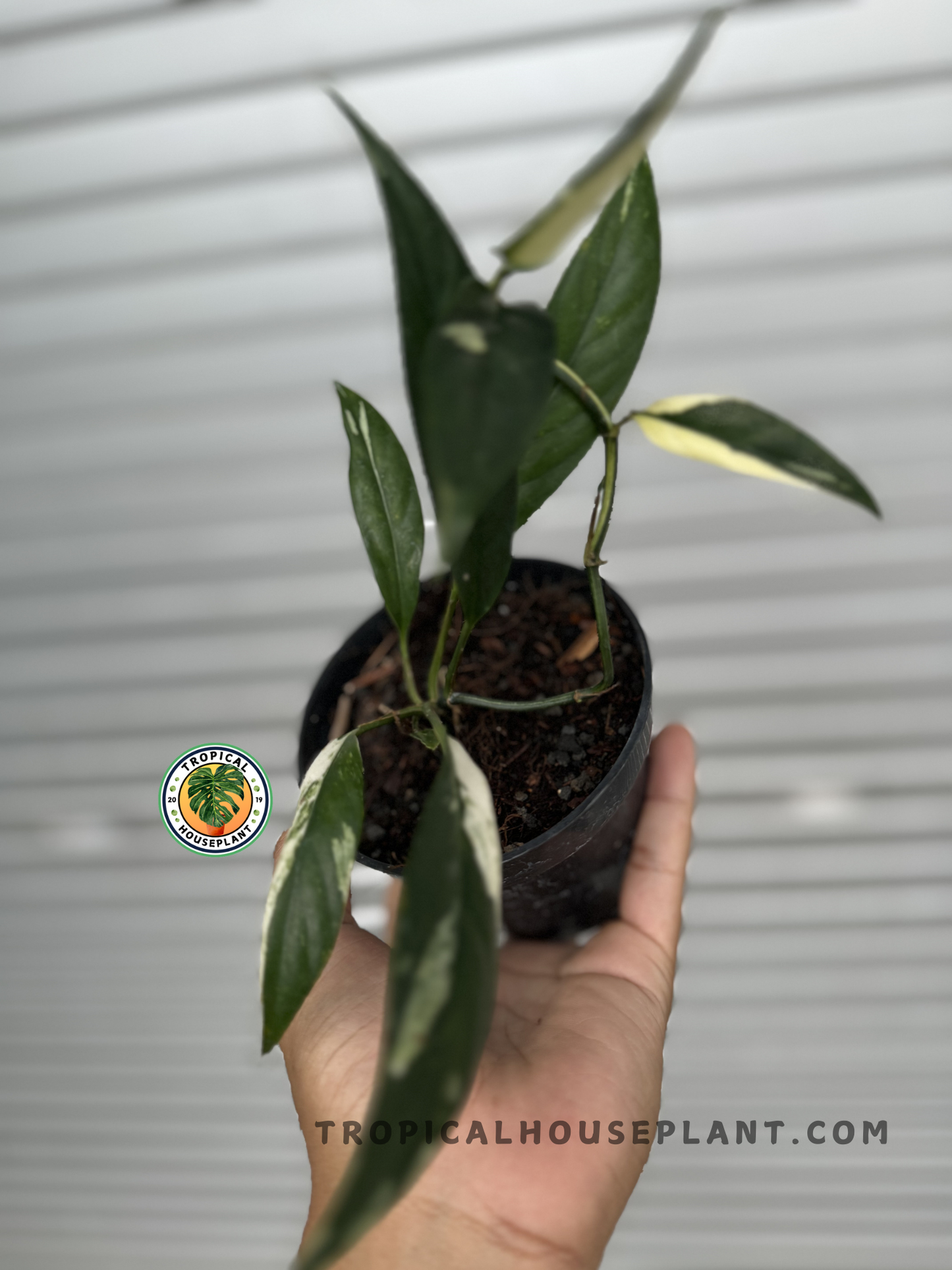 A Rhaphidophora Lobbii Schott Variegated with elongated green and cream variegated leaves, held in a small black pot against a silver backdrop.