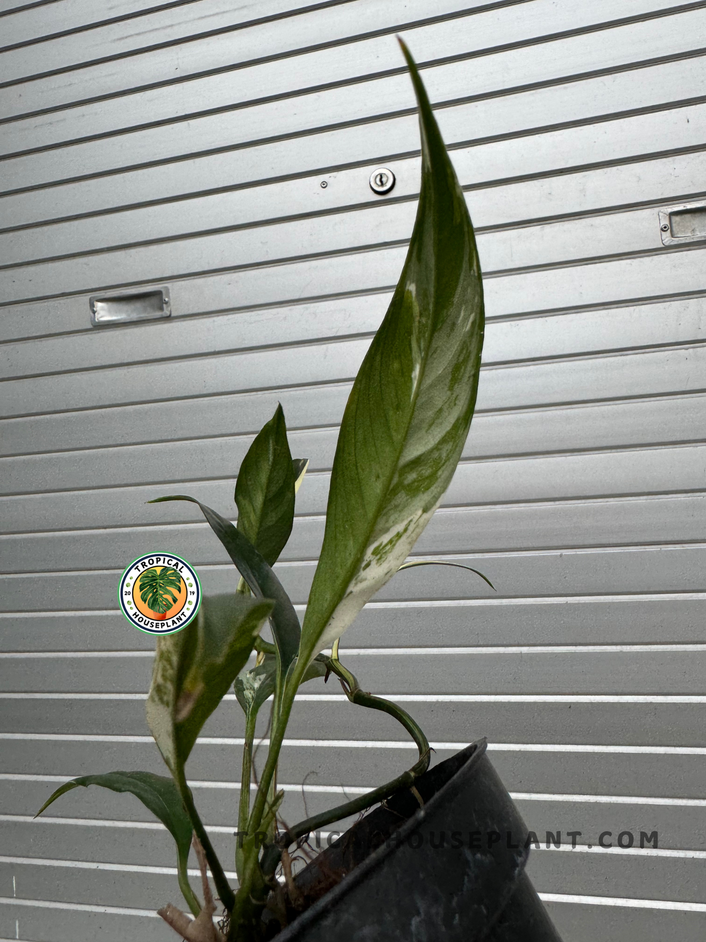 A side-angle of the Rhaphidophora Lobbii Schott Variegated, highlighting its upright and structured growth pattern.