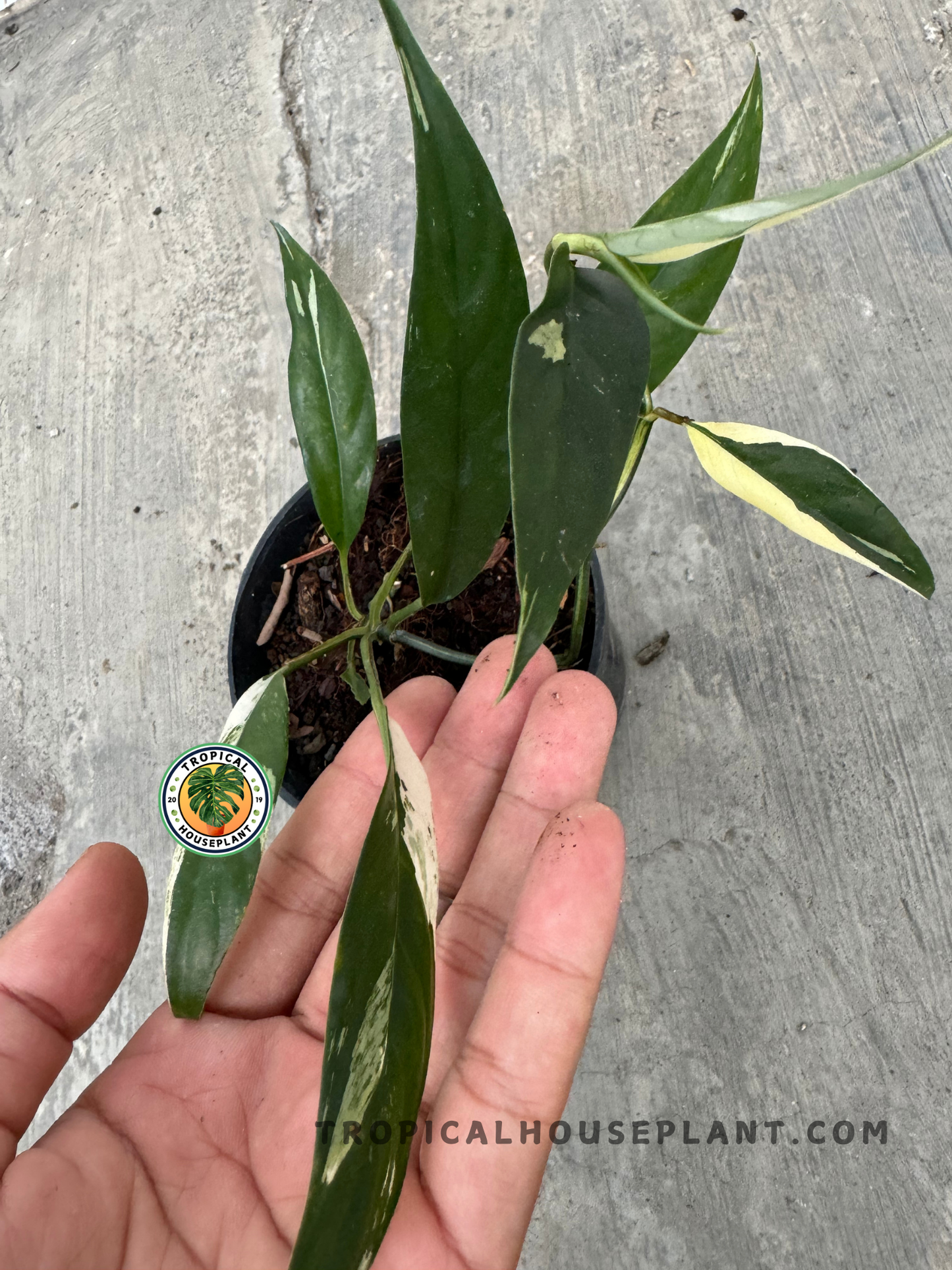 A detailed shot of the Rhaphidophora Lobbii Schott Variegated, showing its climbing nature and leaf texture in a hand-held position.