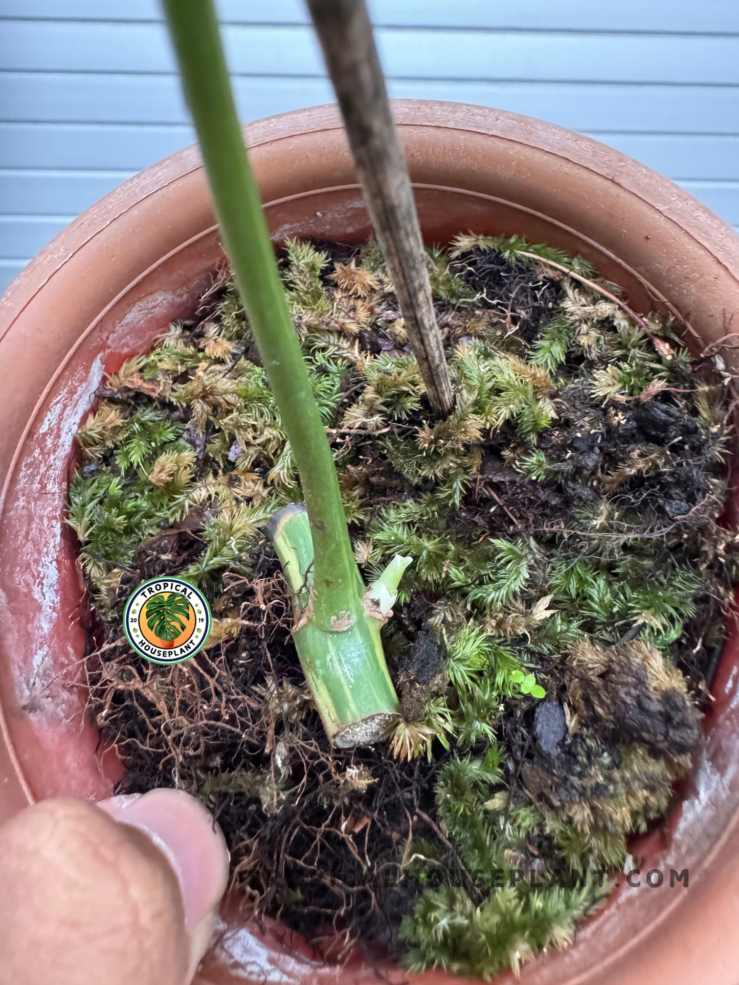 A detailed shot of the plant’s base, focusing on its rooted cutting in a mossy substrate, ready to establish strong growth.