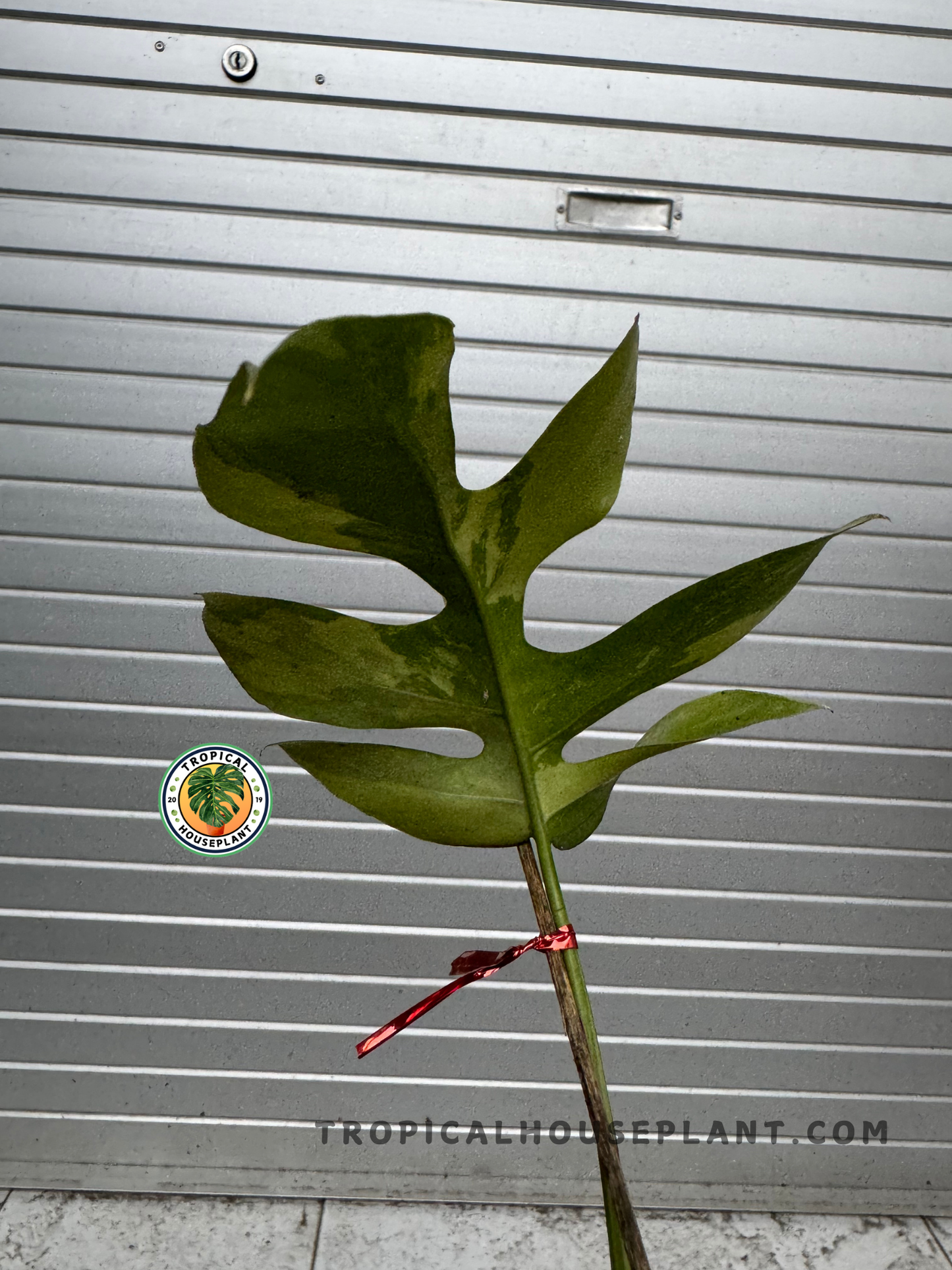 A full view of the Rhaphidophora Tetrasperma White Variegated, held in a pot, with fenestrated leaves standing out against a neutral background.