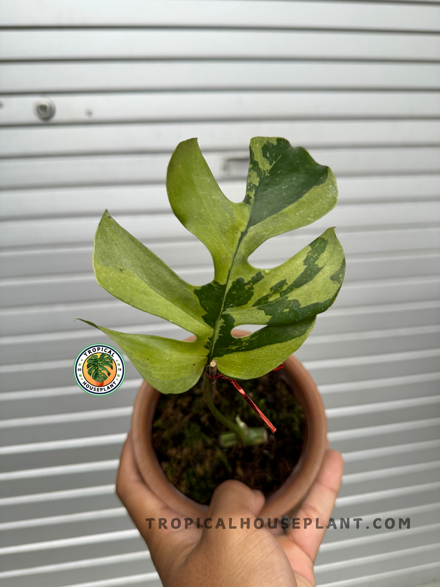 A top-down view of the Rhaphidophora Tetrasperma White Variegated, highlighting its symmetrical growth pattern and vibrant leaf variegation.